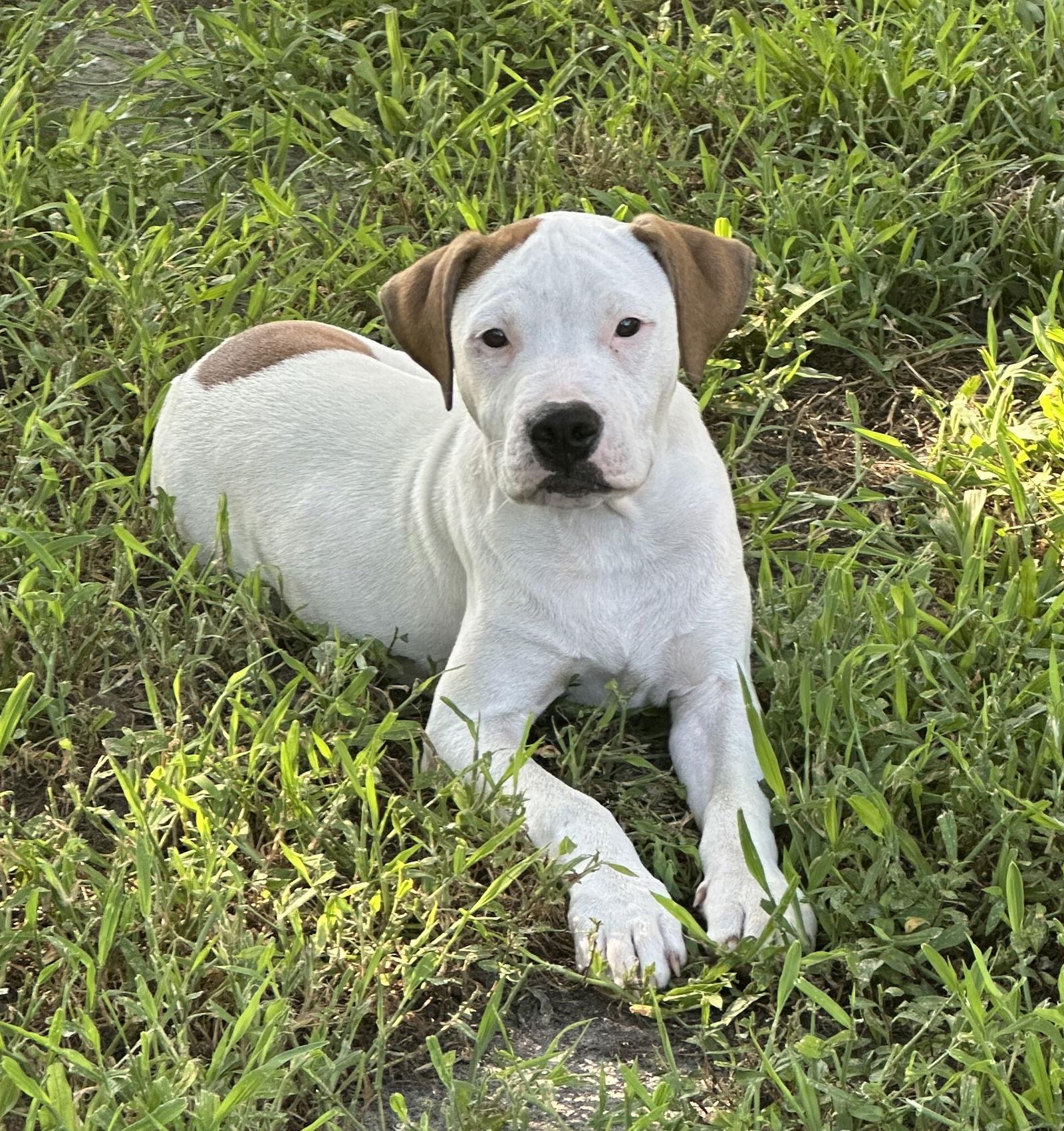 Enlarge Apricot, a Adoptable Pit Bull Terrier in Cary, NC image 1/3