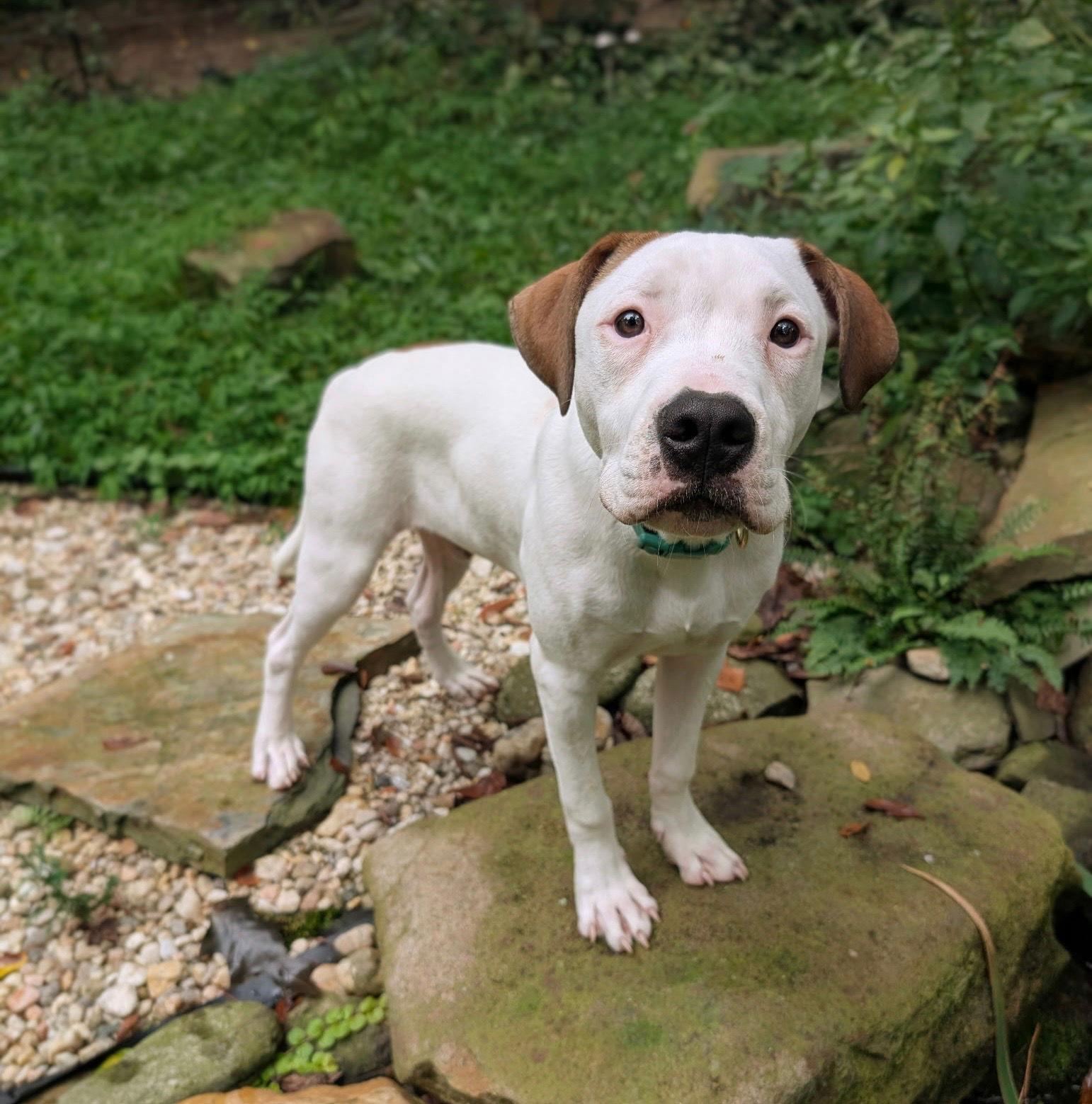 Apricot, a Adoptable Pit Bull Terrier in Cary, NC image 1/3
