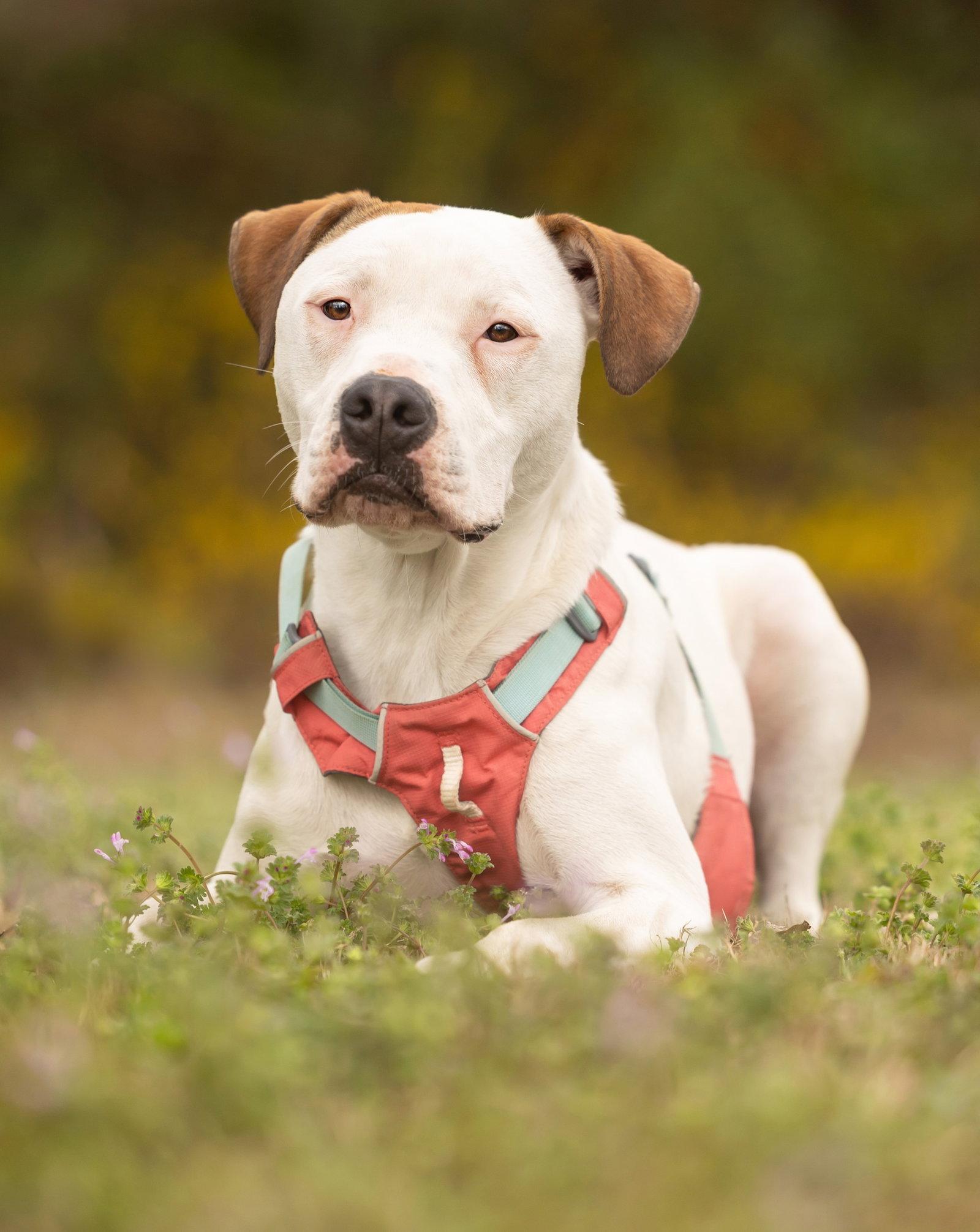 Enlarge Apricot, a Adoptable Pit Bull Terrier in Cary, NC image 2/3