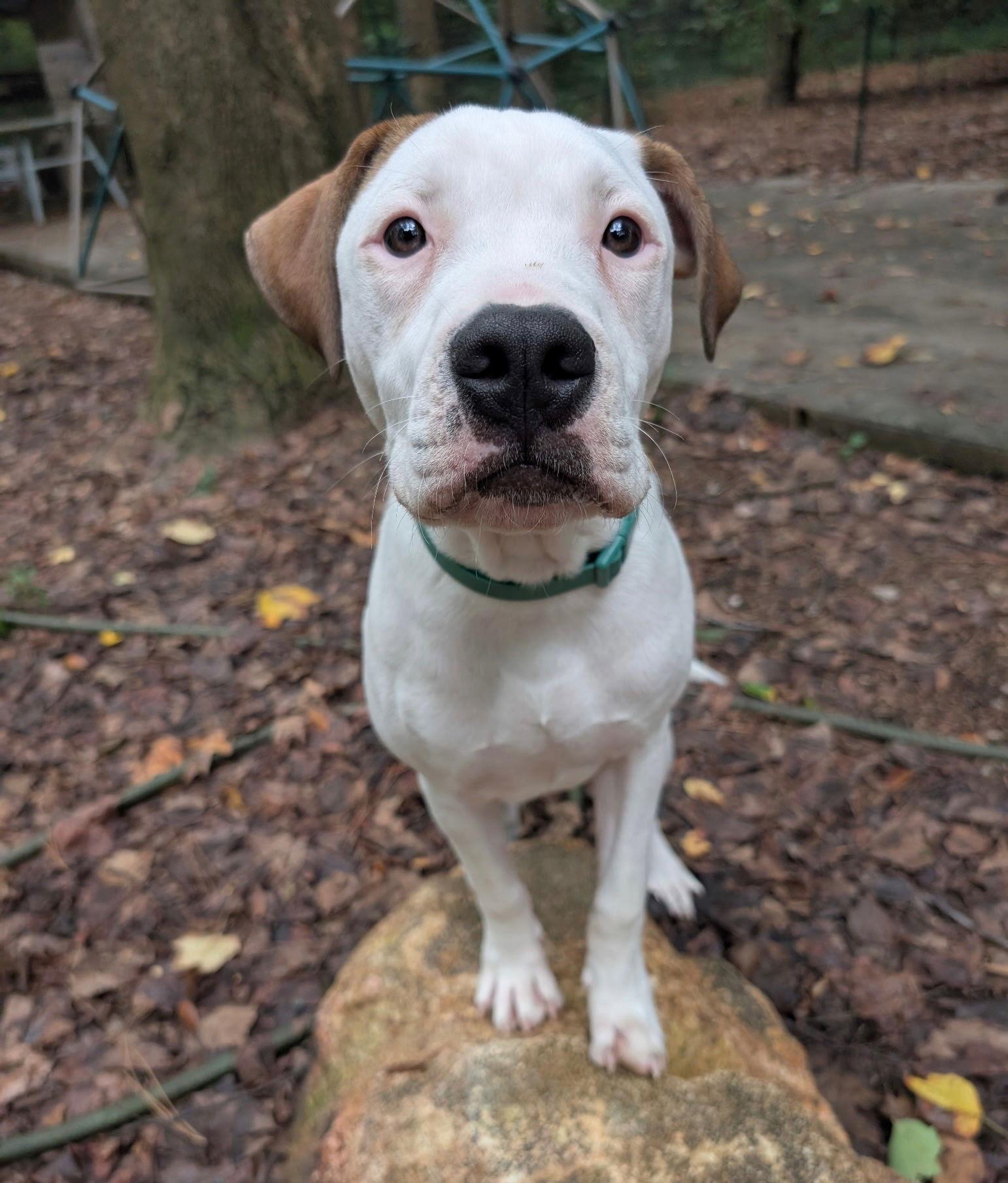 Apricot, a Adoptable Pit Bull Terrier in Cary, NC image 3/3