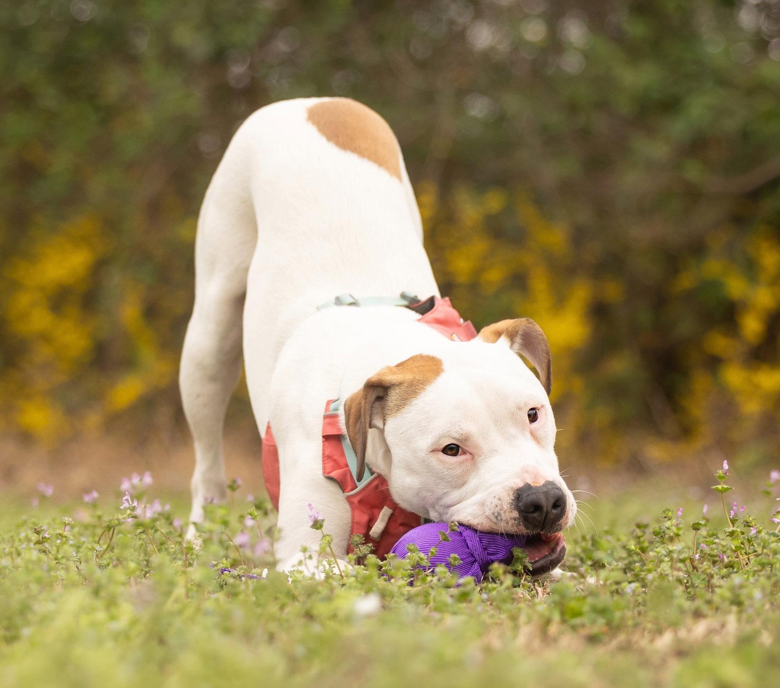 Enlarge Apricot, a Adoptable Pit Bull Terrier in Cary, NC image 3/3
