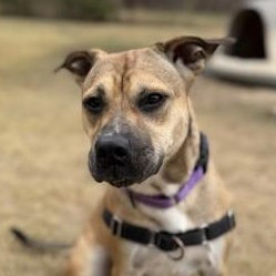 Enlarge Dixie, a Adoptable mixed breed in Bulverde, TX image 1/3