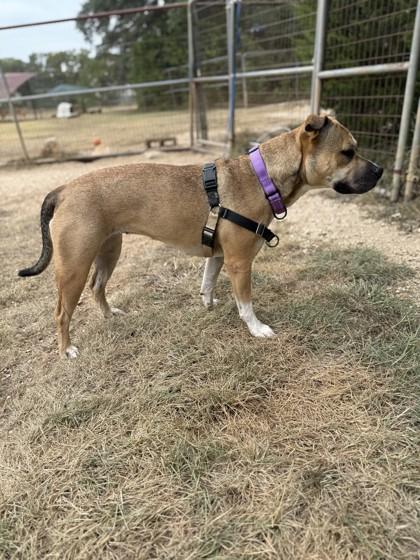 Enlarge Dixie, a Adoptable mixed breed in Bulverde, TX image 3/3