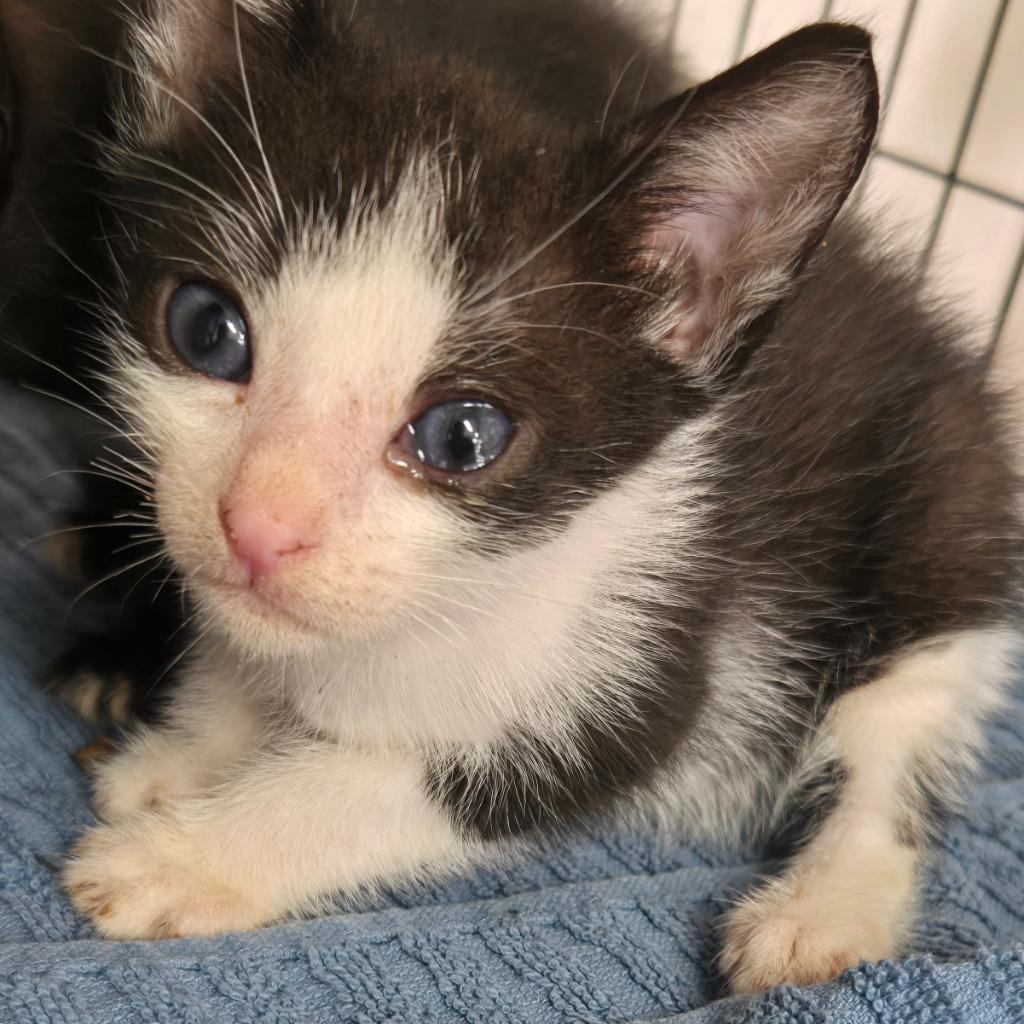 Captain Cookies n' Cream, a Adoptable mixed breed in Mangilao, GU image 1/2