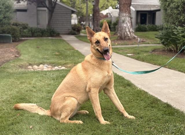 SUNNY, Adoptable, Adult Female German Shepherd Dog & Siberian Husky.