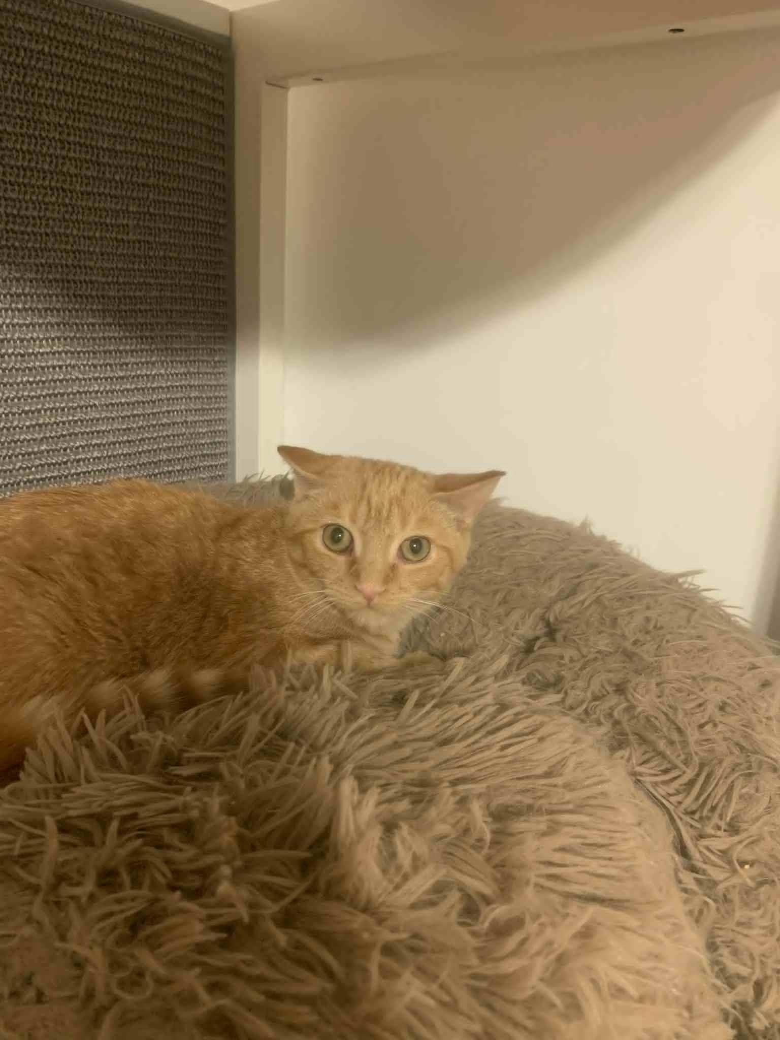 Skittles, Adoptable, Kitten Female Domestic Short Hair.