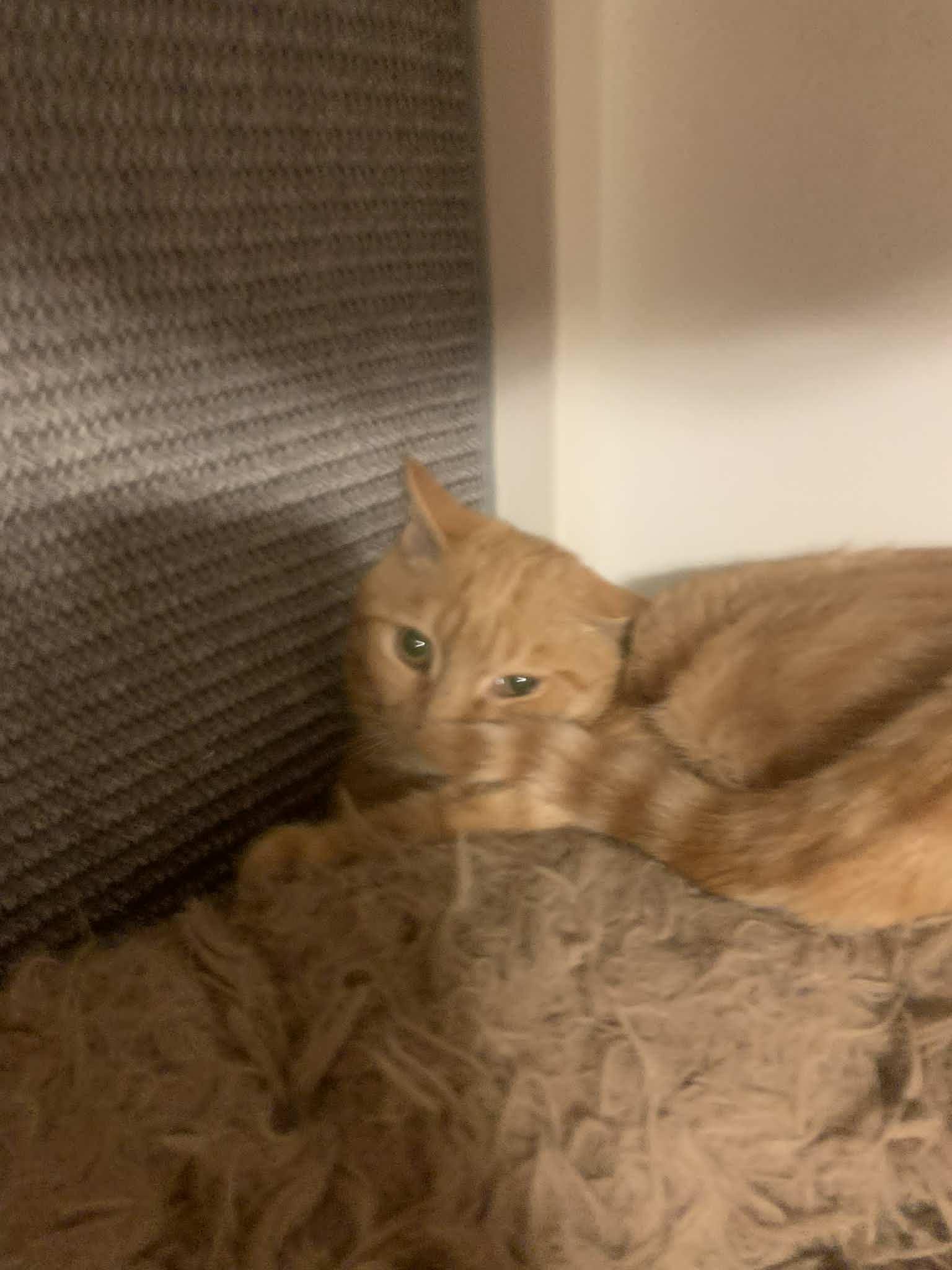 Enlarge Skittles, a Adoptable Domestic Short Hair in Fredericksburg, VA image 3/6