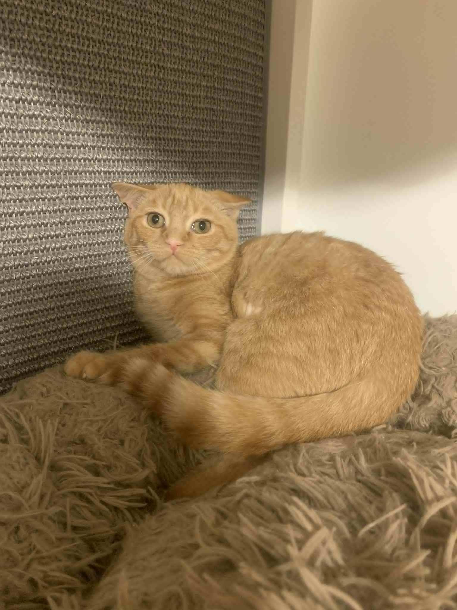 Enlarge Skittles, a Adoptable Domestic Short Hair in Fredericksburg, VA image 4/6