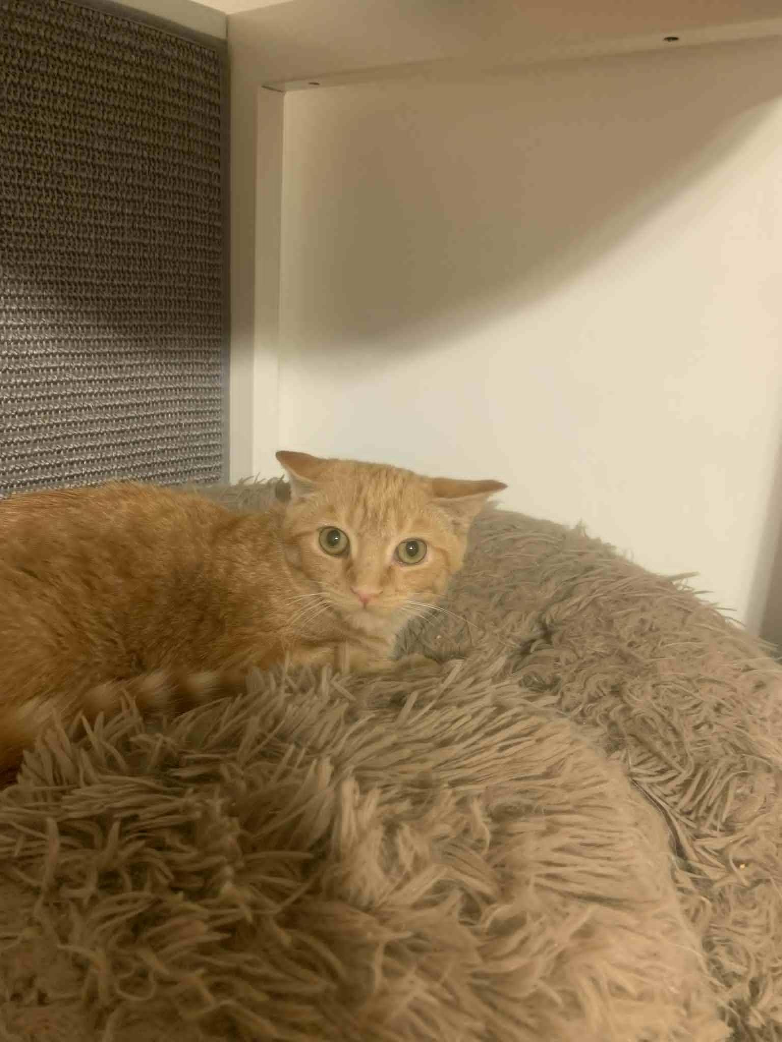 Enlarge Skittles, a Adoptable Domestic Short Hair in Fredericksburg, VA image 5/6