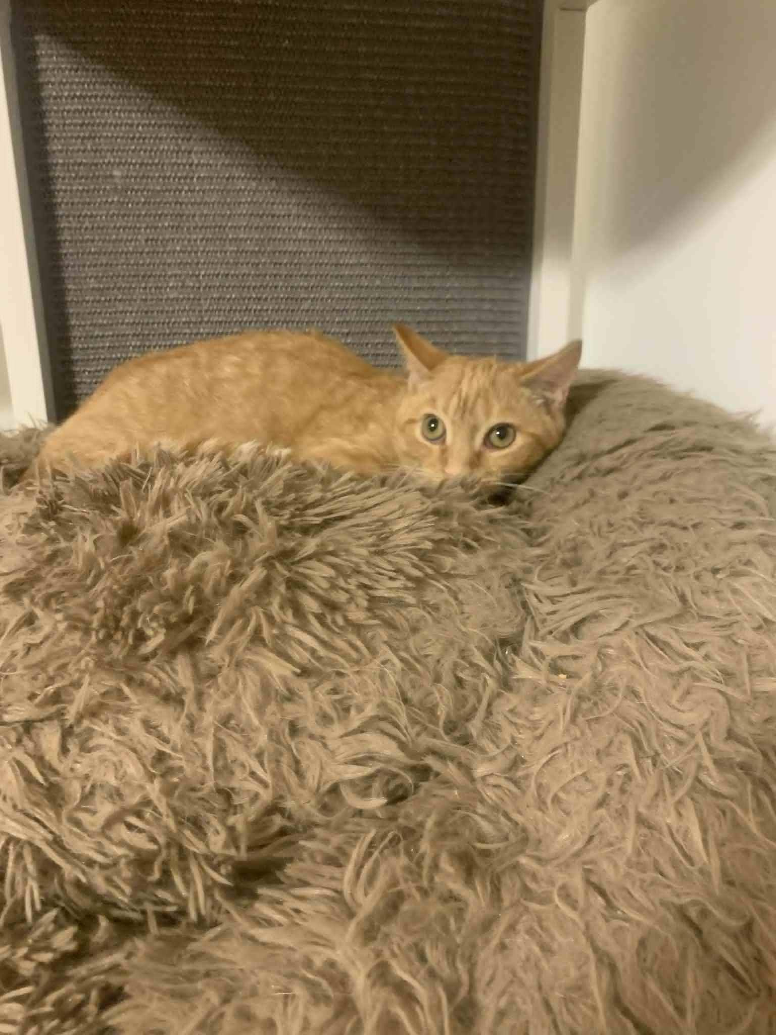 Enlarge Skittles, a Adoptable Domestic Short Hair in Fredericksburg, VA image 6/6