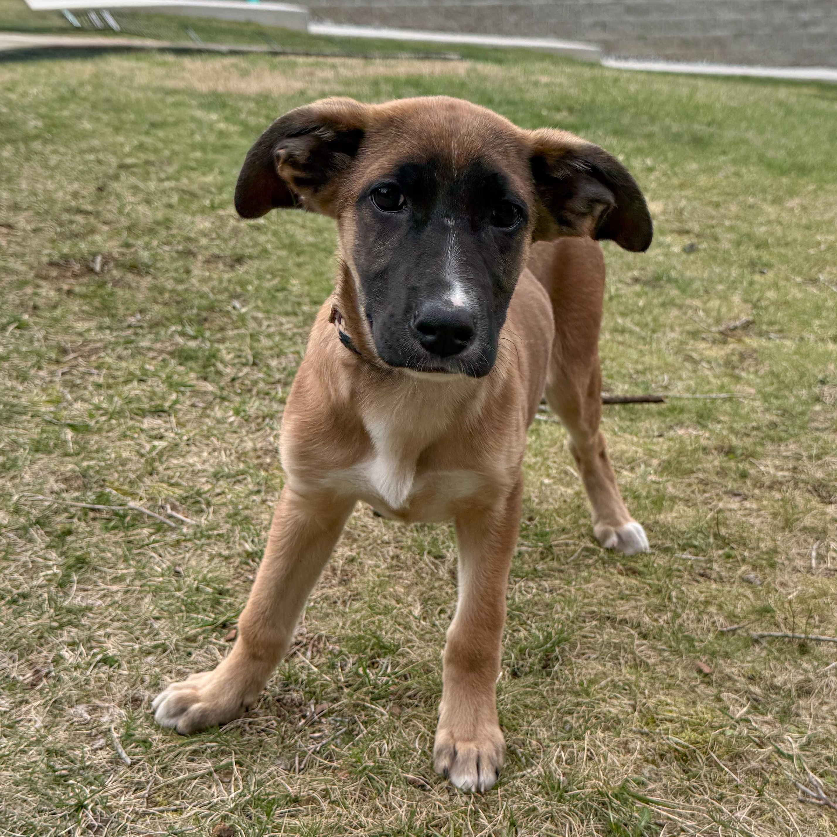 Summer, an adopted mixed breed in Latrobe, PA image 1/5