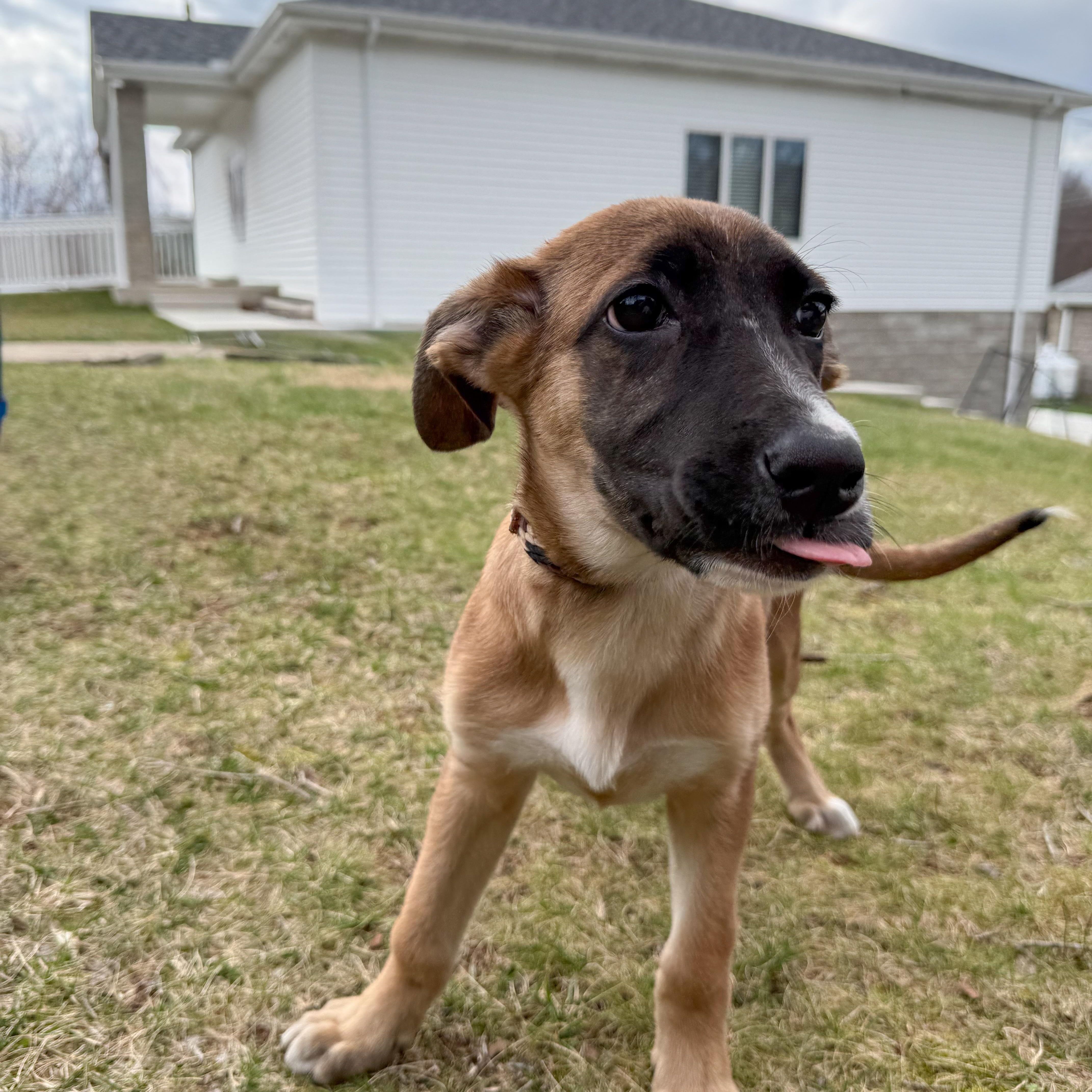 Summer, an adopted mixed breed in Latrobe, PA image 4/5