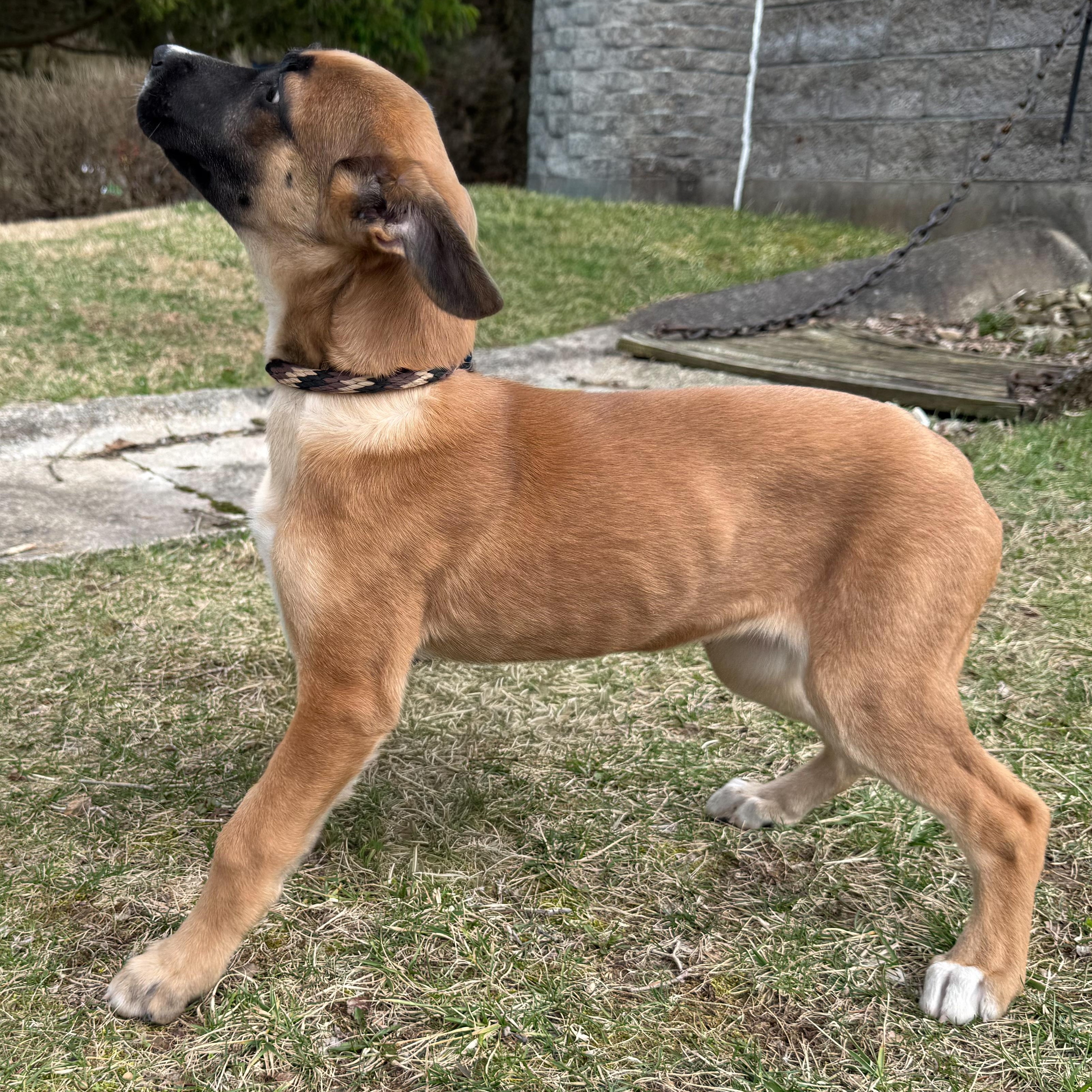 Summer, an adopted mixed breed in Latrobe, PA image 3/5
