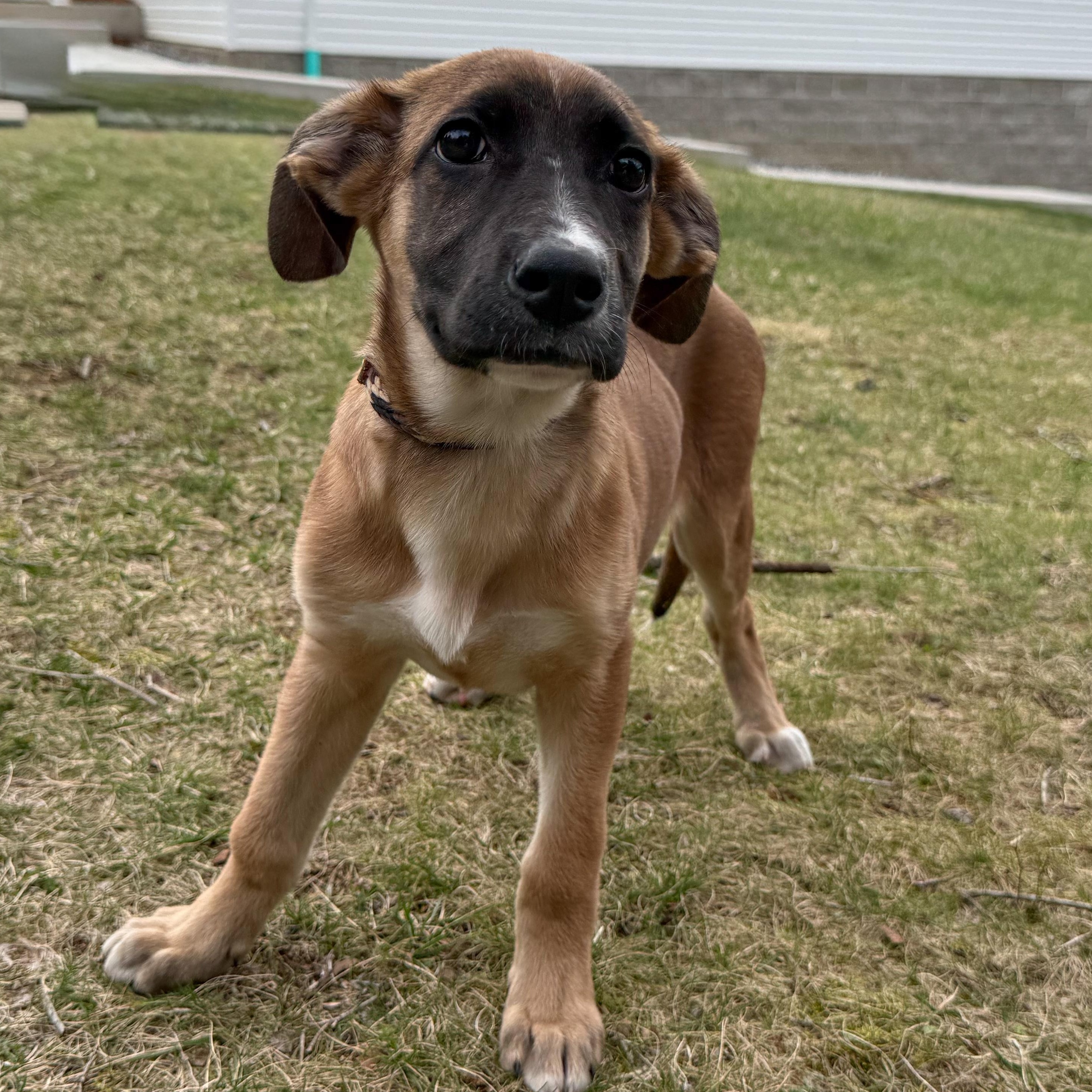 Summer, an adopted mixed breed in Latrobe, PA image 2/5