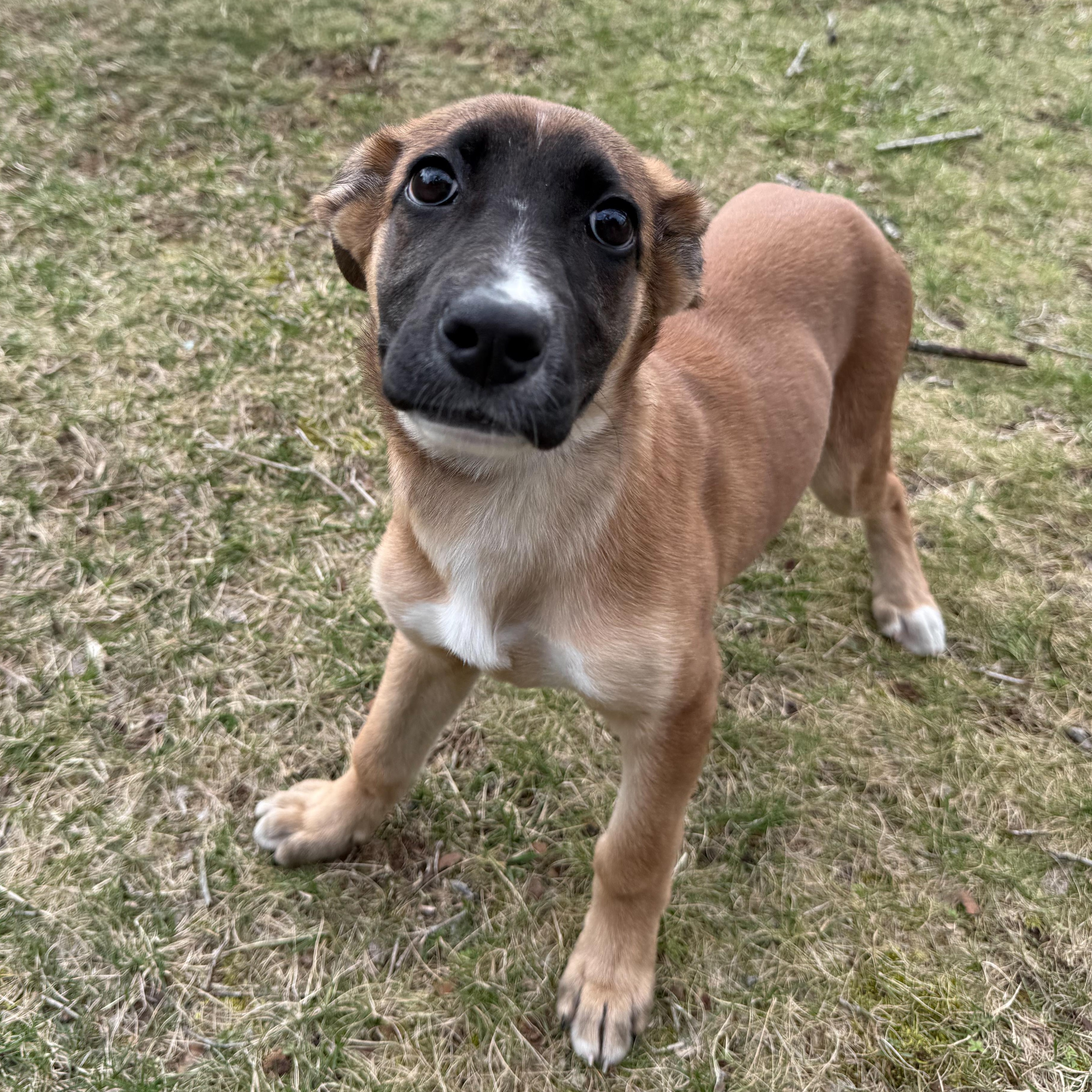 Summer, an adopted mixed breed in Latrobe, PA image 5/5