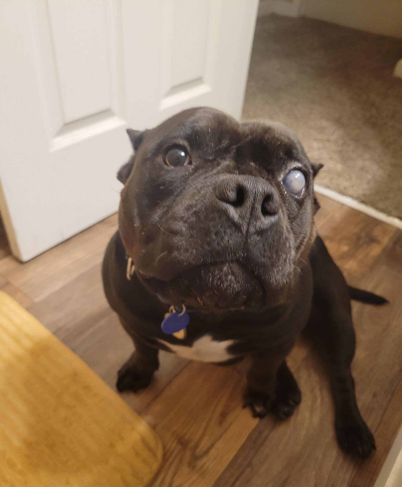 Lulu, Adoptable, Adult Female Pit Bull Terrier.