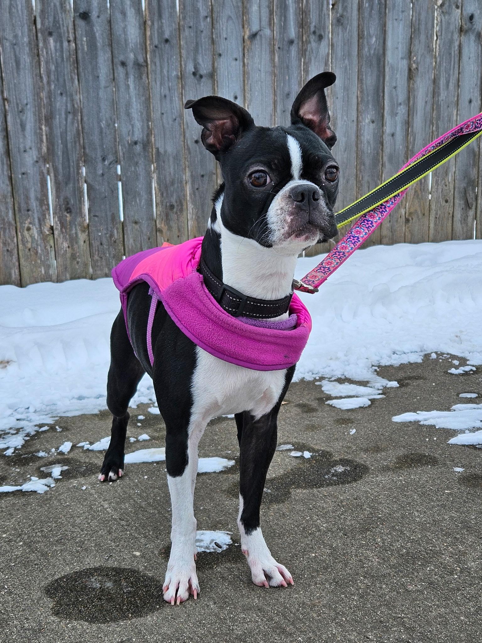 Bella in MN, an adoptable Boston Terrier in Minneapolis, MN image 2/6