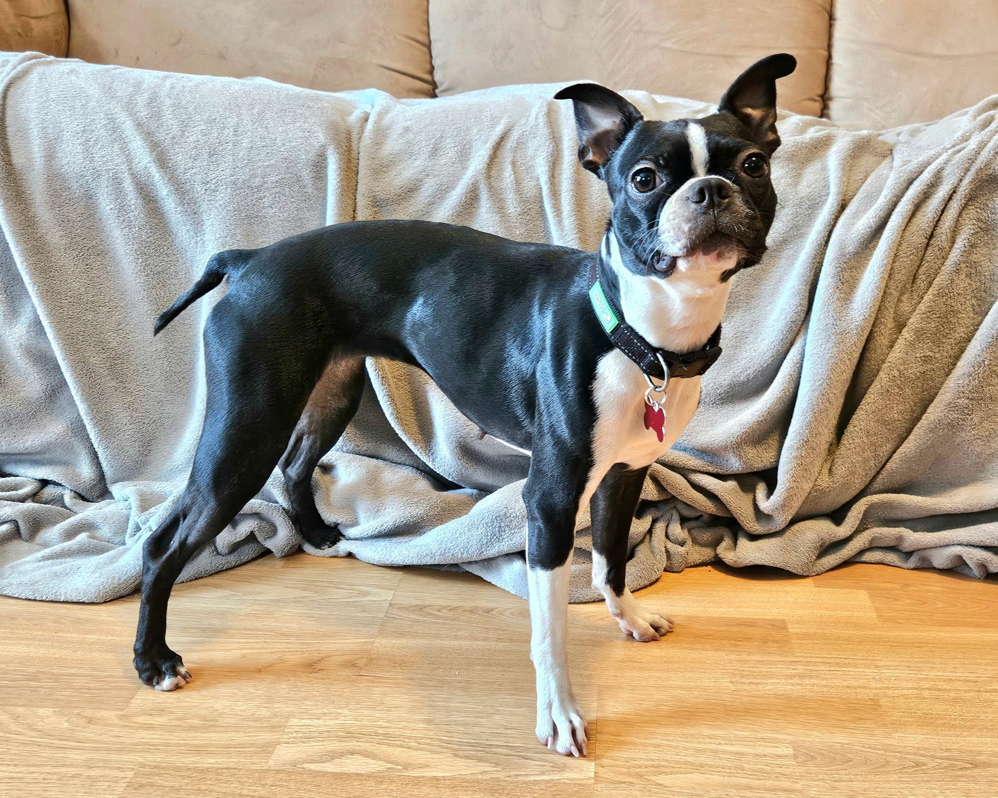 Bella in MN, an adoptable Boston Terrier in Minneapolis, MN image 3/6