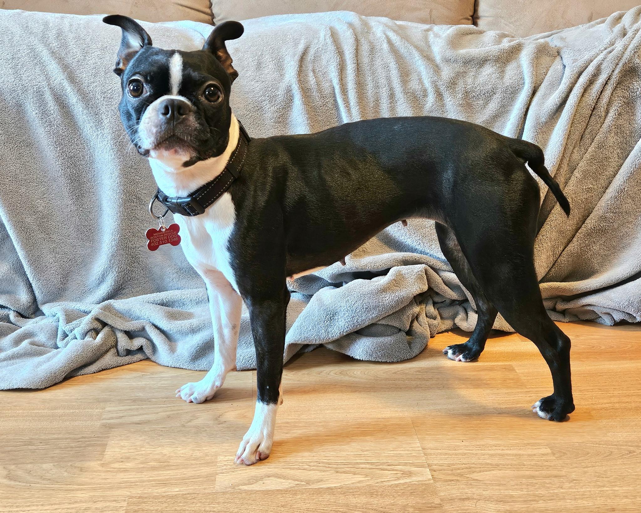 Bella in MN, an adoptable Boston Terrier in Minneapolis, MN image 4/6