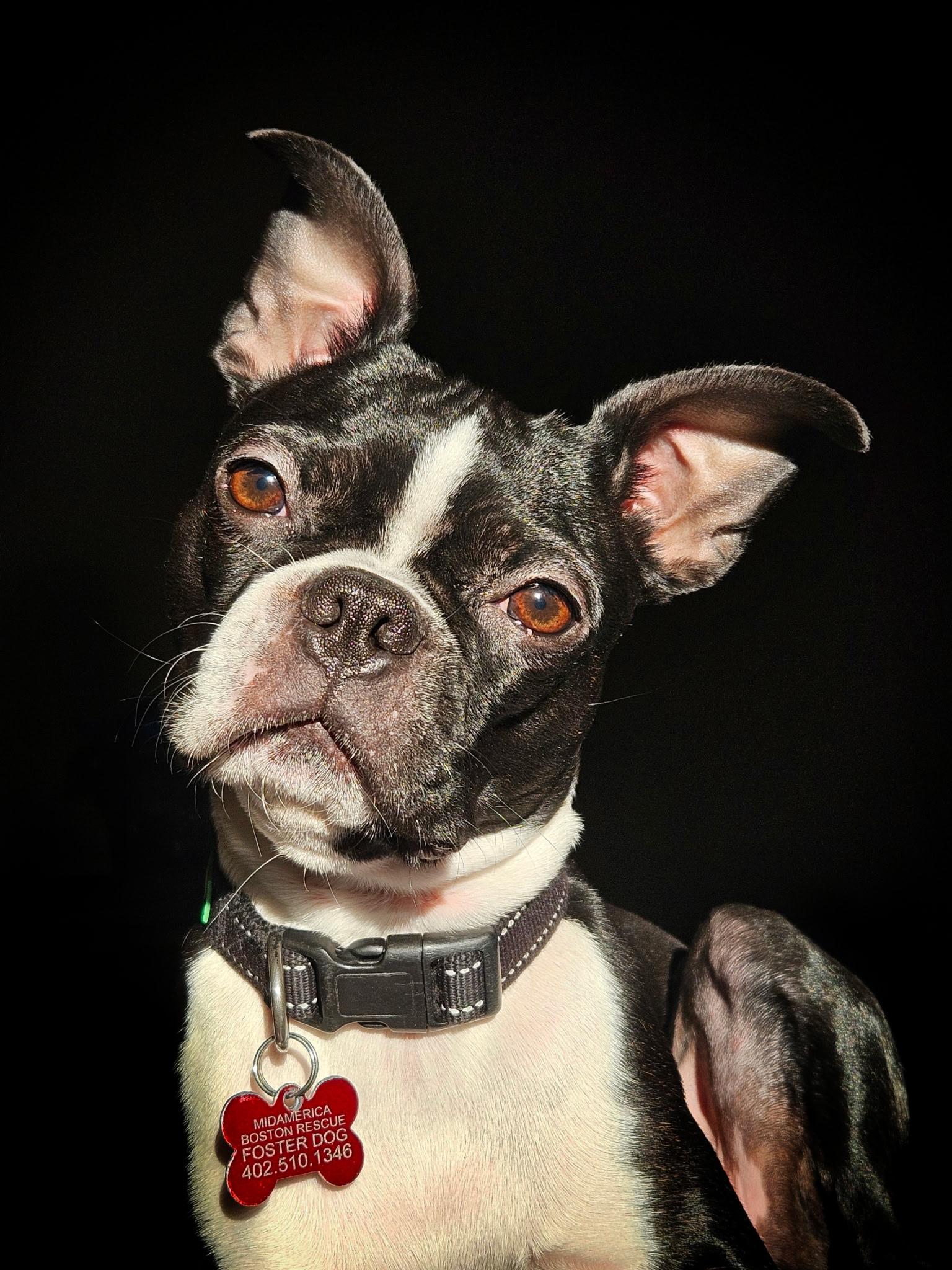 Enlarge Bella - Pending, an adoptable Boston Terrier in Minneapolis, MN image 4/6