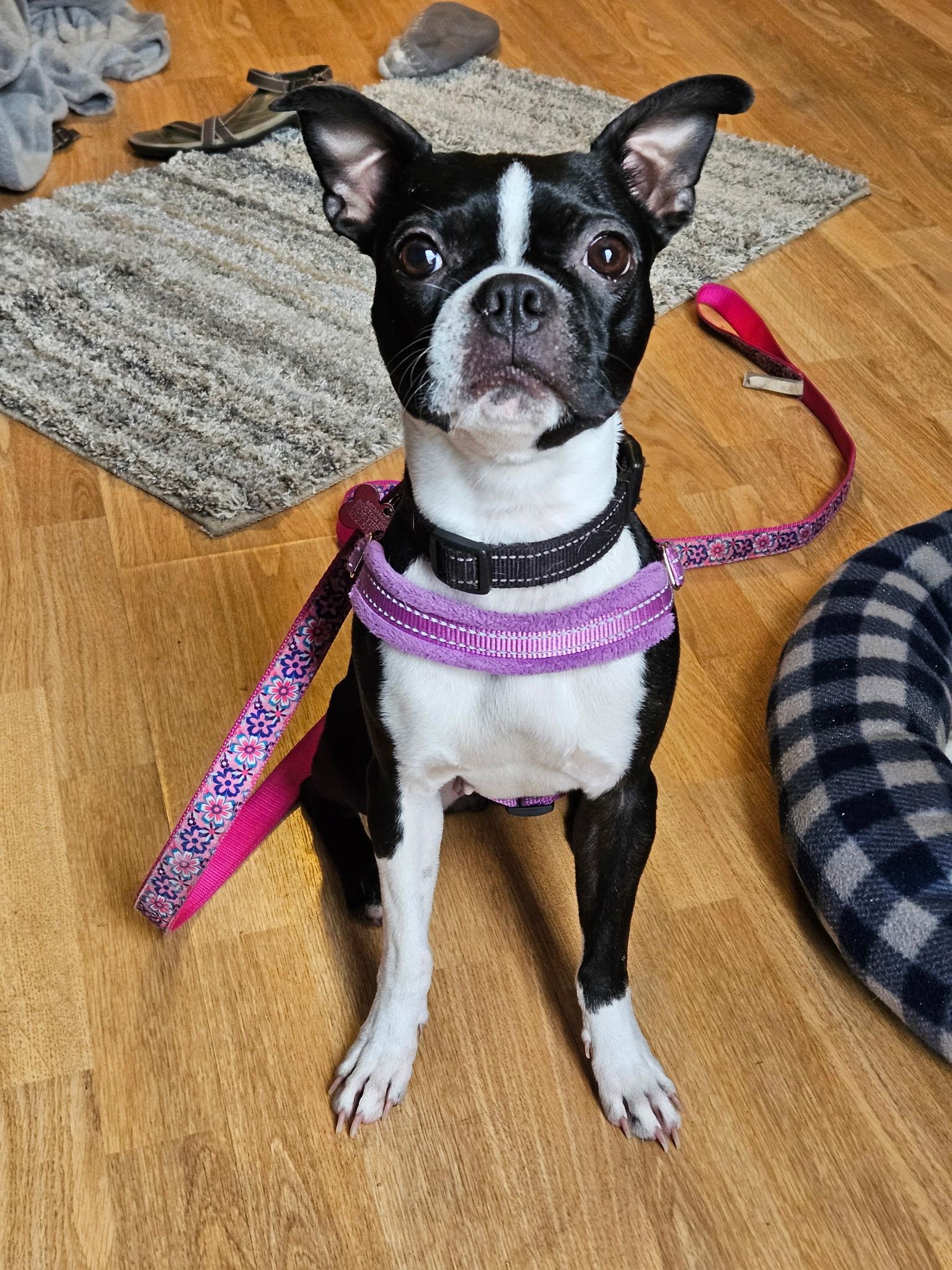 Bella in MN, an adoptable Boston Terrier in Minneapolis, MN image 5/6