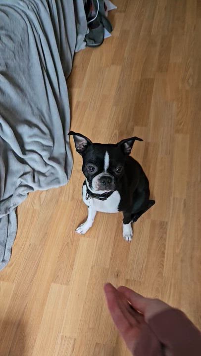Enlarge Bella - Pending, an adoptable Boston Terrier in Minneapolis, MN video 6/6
