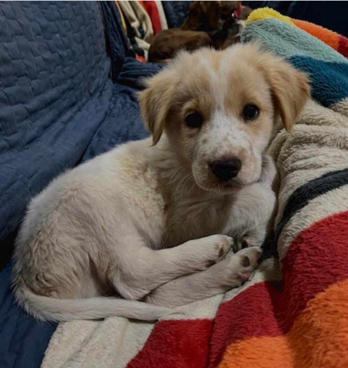 PERCY, adopted, Puppy Male Labrador Retriever.