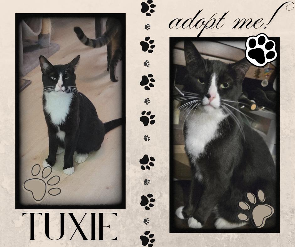 Enlarge Tuxi, a Adoptable American Shorthair in Paris, IL image 1/2