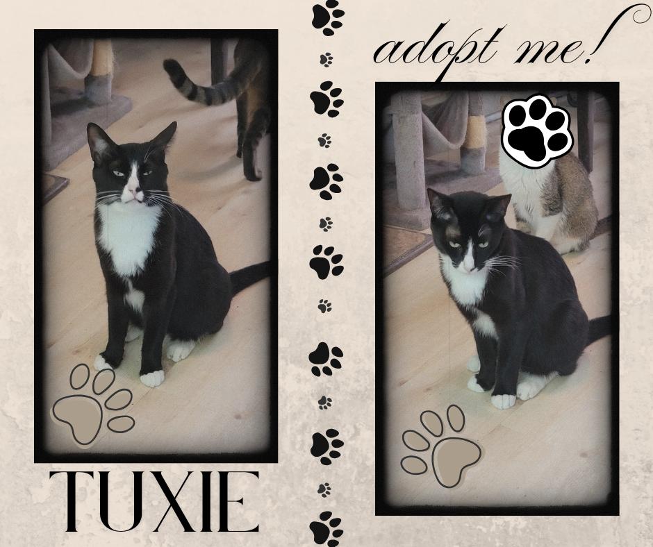 Tuxi, a Adoptable American Shorthair in Paris, IL image 1/2