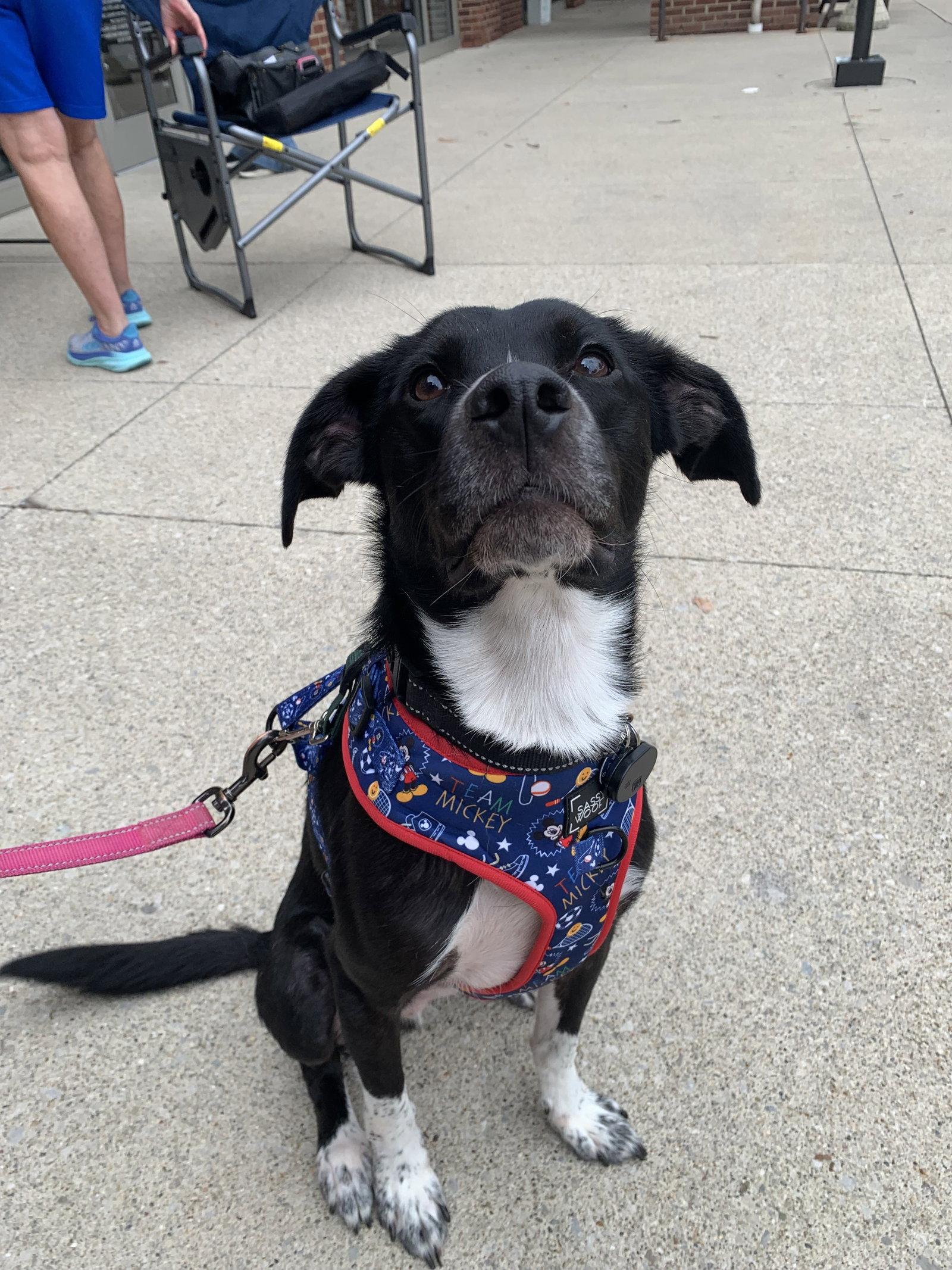 Fen, Adoptable, Young Male Beagle.