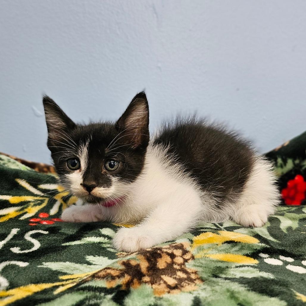 Black Sabbath, Adoptable, Kitten Female Domestic Medium Hair.