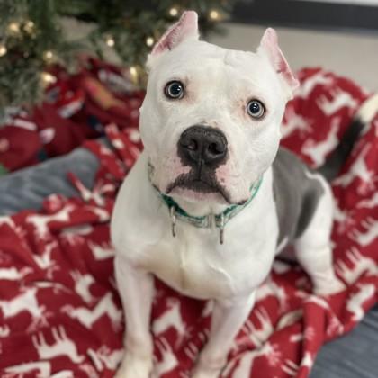 Enlarge Icee, a Adoptable mixed breed in Wheaton, IL image 2/3