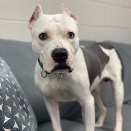 Enlarge Icee, a Adoptable mixed breed in Wheaton, IL image 3/3