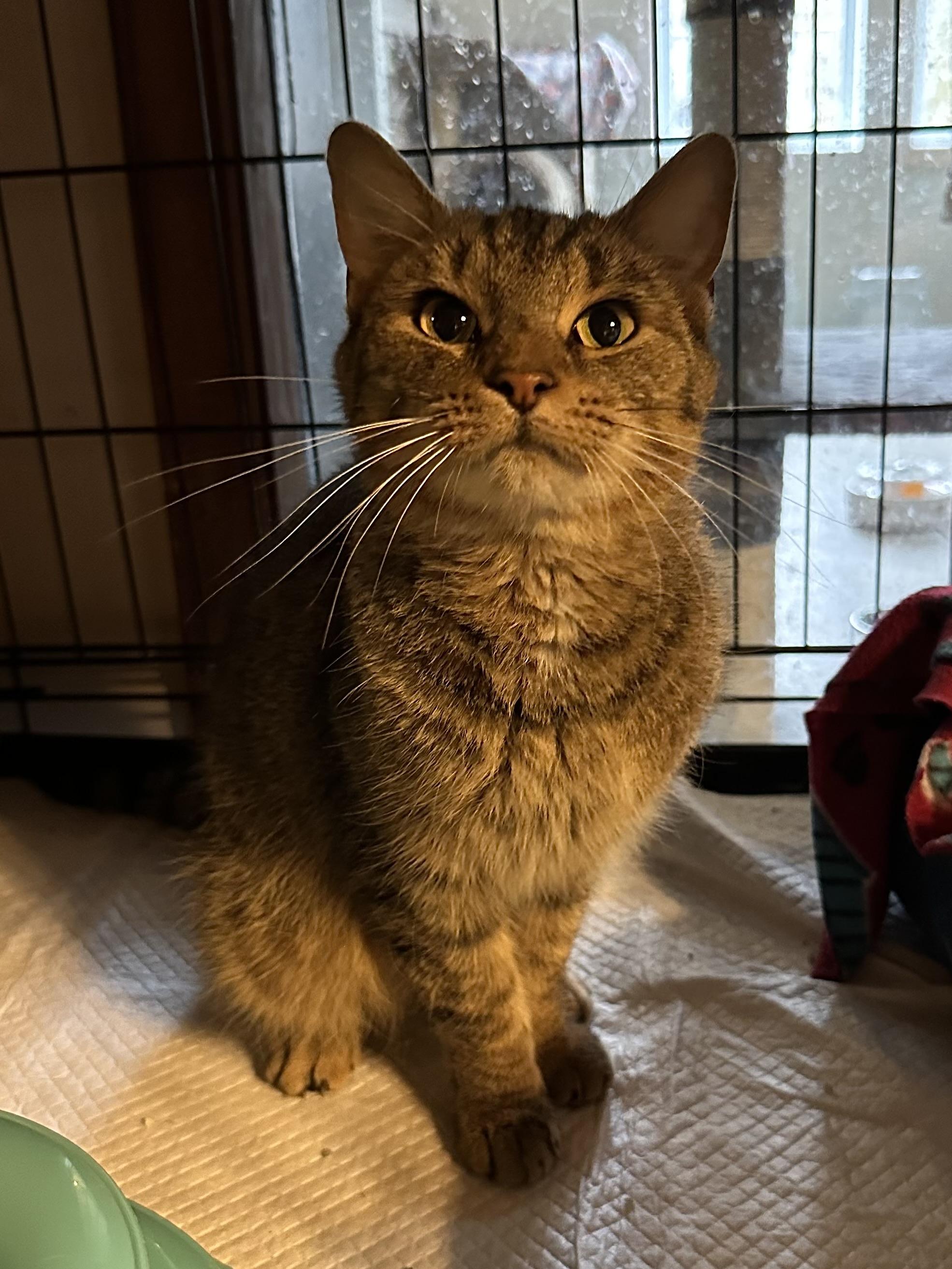 Jan, ADOPTABLE, Young Female Tabby.