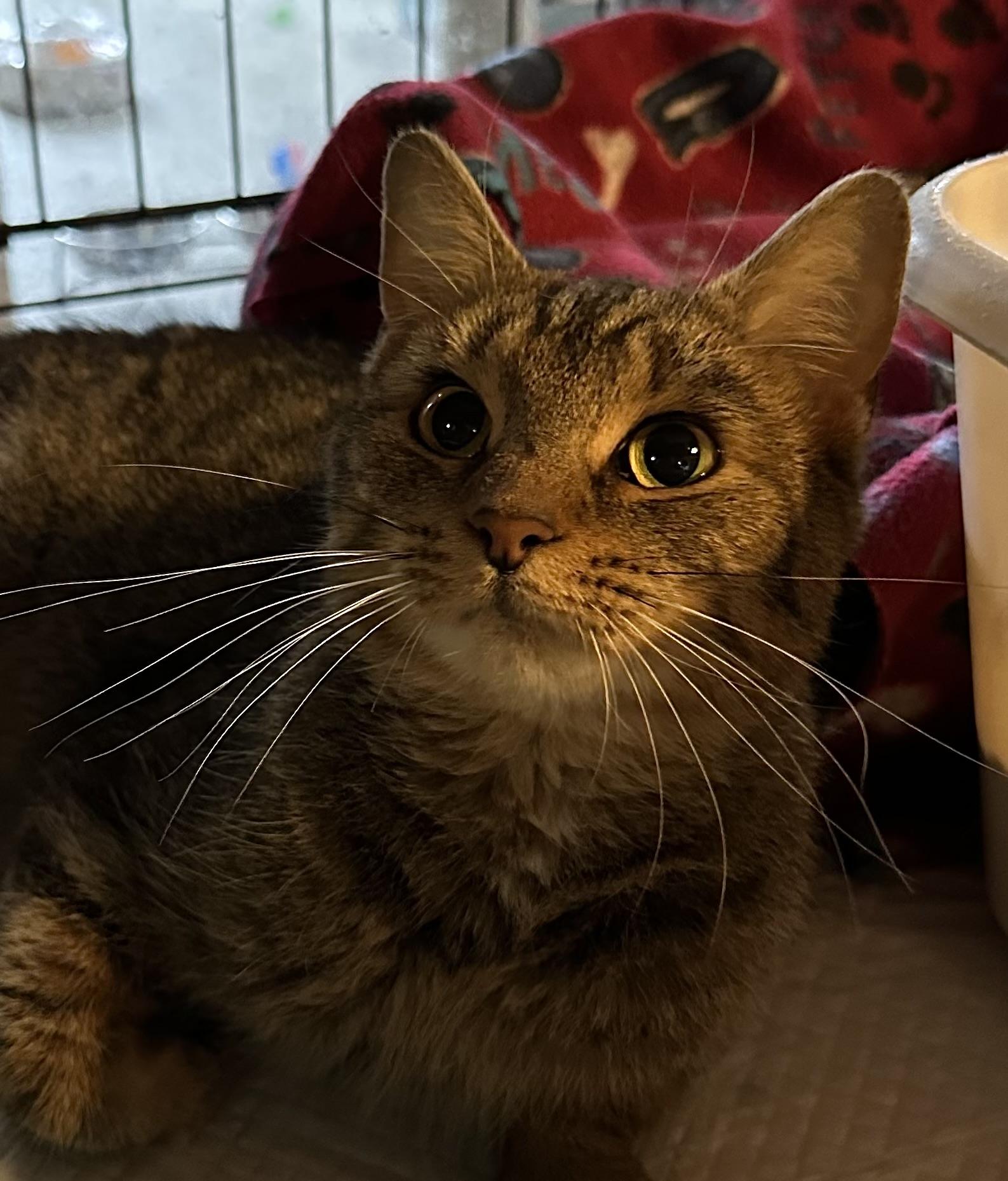 Jan, a ADOPTABLE Tabby in East Stroudsburg, PA image 2/3