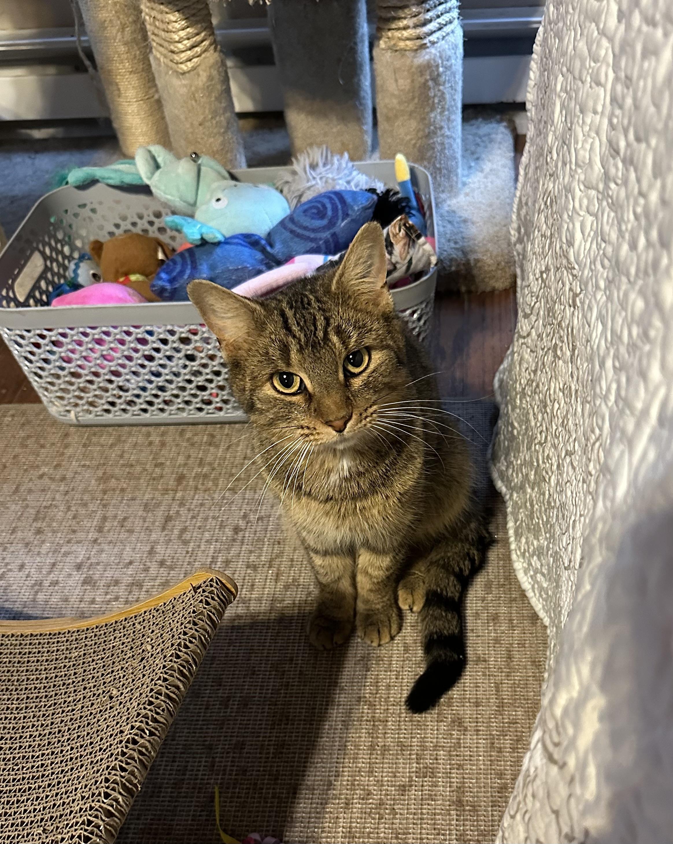 Jan, a ADOPTABLE Tabby in East Stroudsburg, PA image 3/3