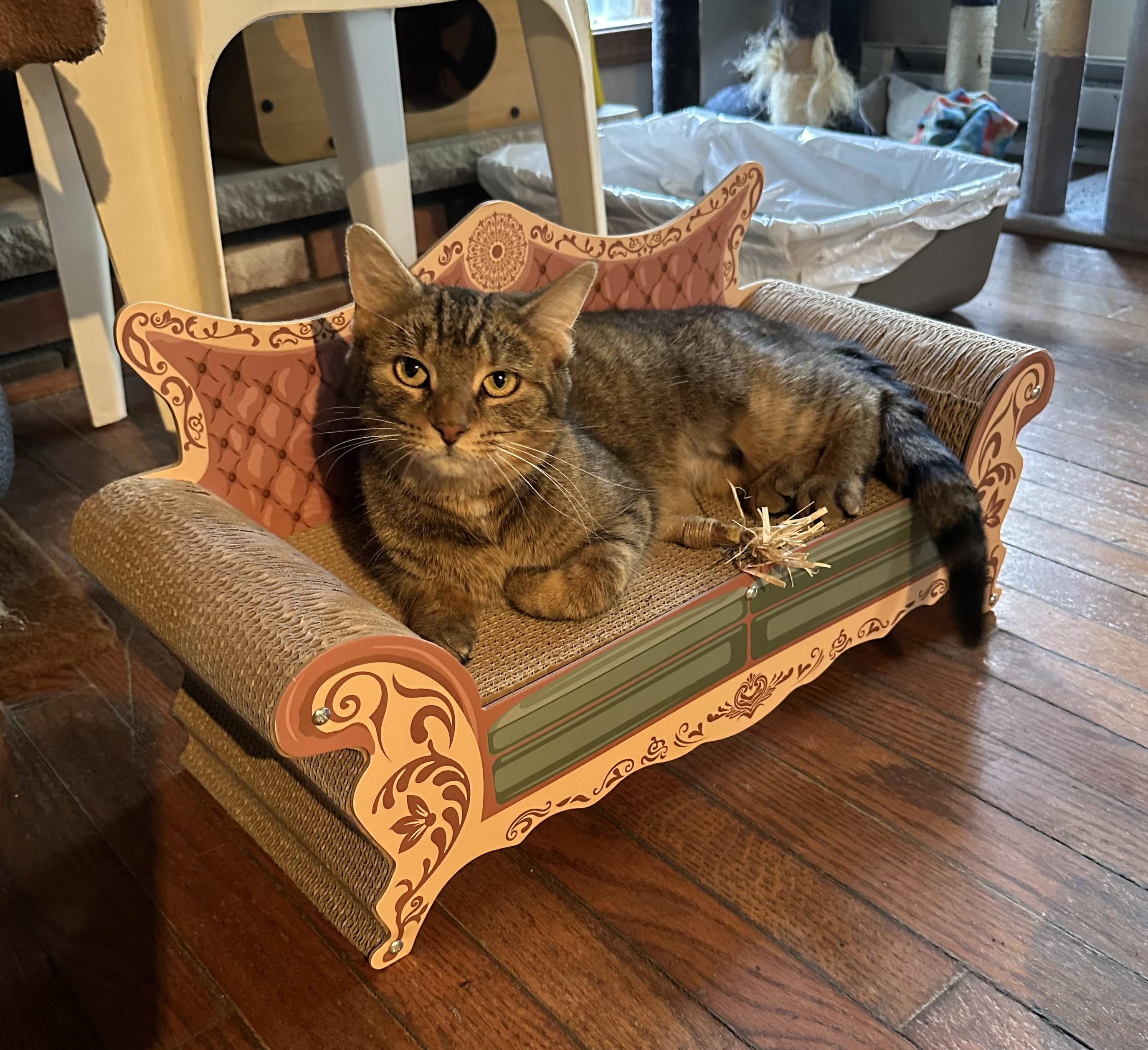 Jan, ADOPTABLE, Young Female Tabby.