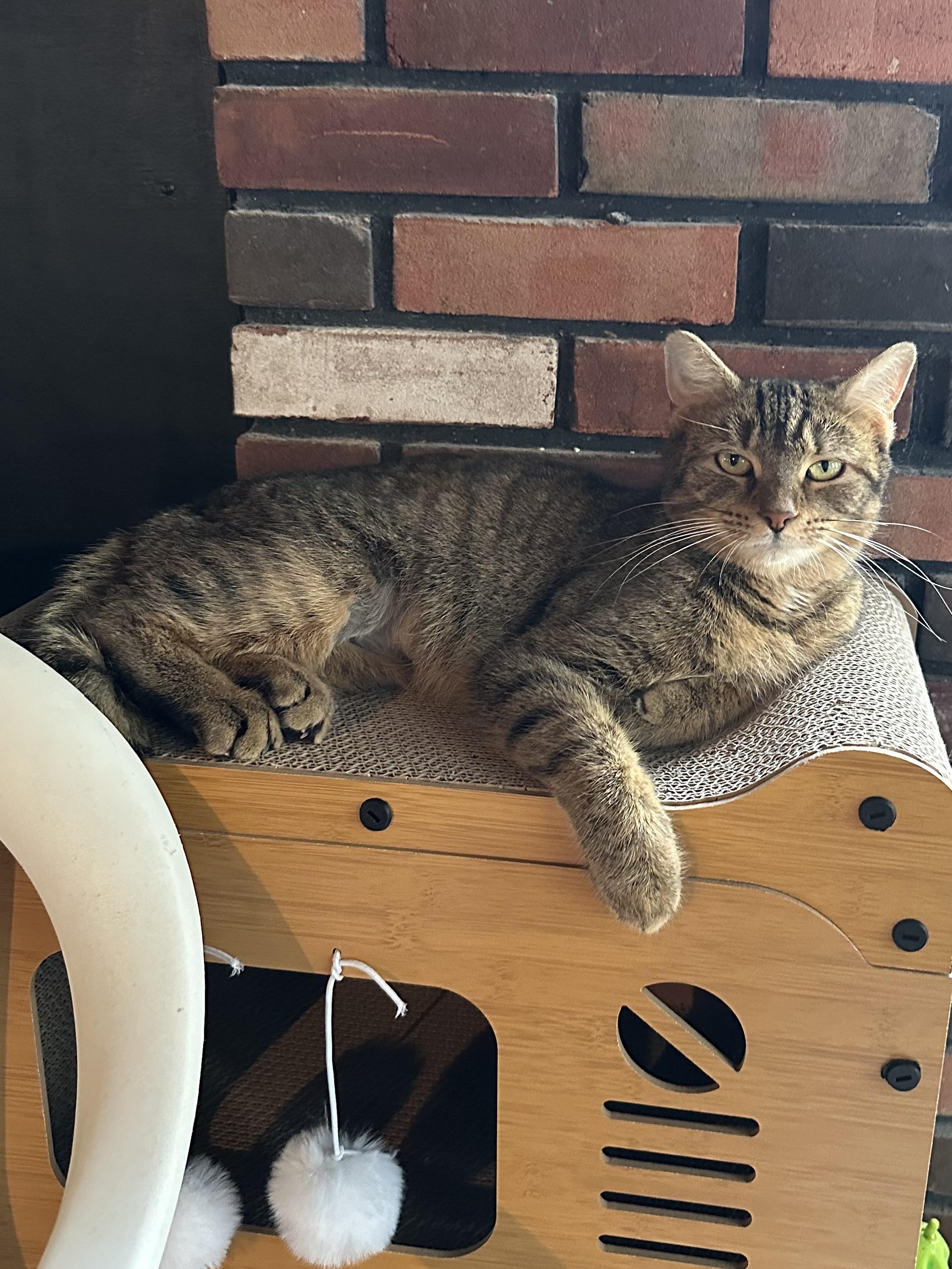 Enlarge Jan, a ADOPTABLE Tabby in East Stroudsburg, PA image 2/4