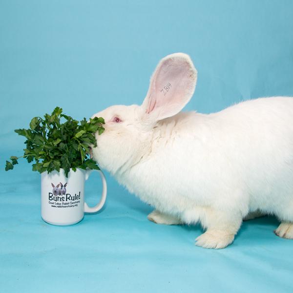 Snowy, Adopted, Adult Male Bunny Rabbit.