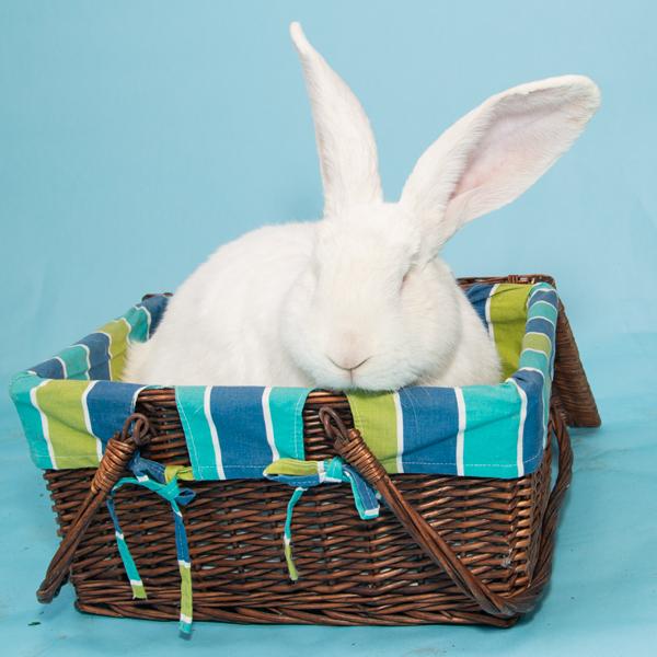 Enlarge Snowy, a Adopted Bunny Rabbit in Whittaker, MI image 2/4