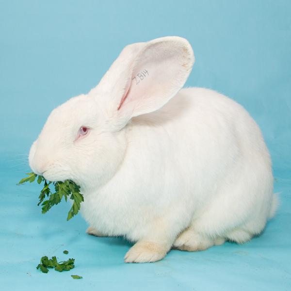 Enlarge Snowy, a Adopted Bunny Rabbit in Whittaker, MI image 3/4