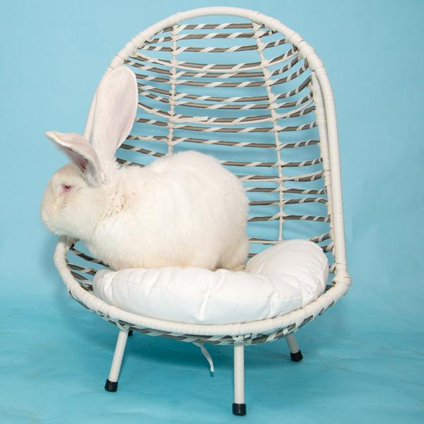 Enlarge Snowy, a Adopted Bunny Rabbit in Whittaker, MI image 4/4