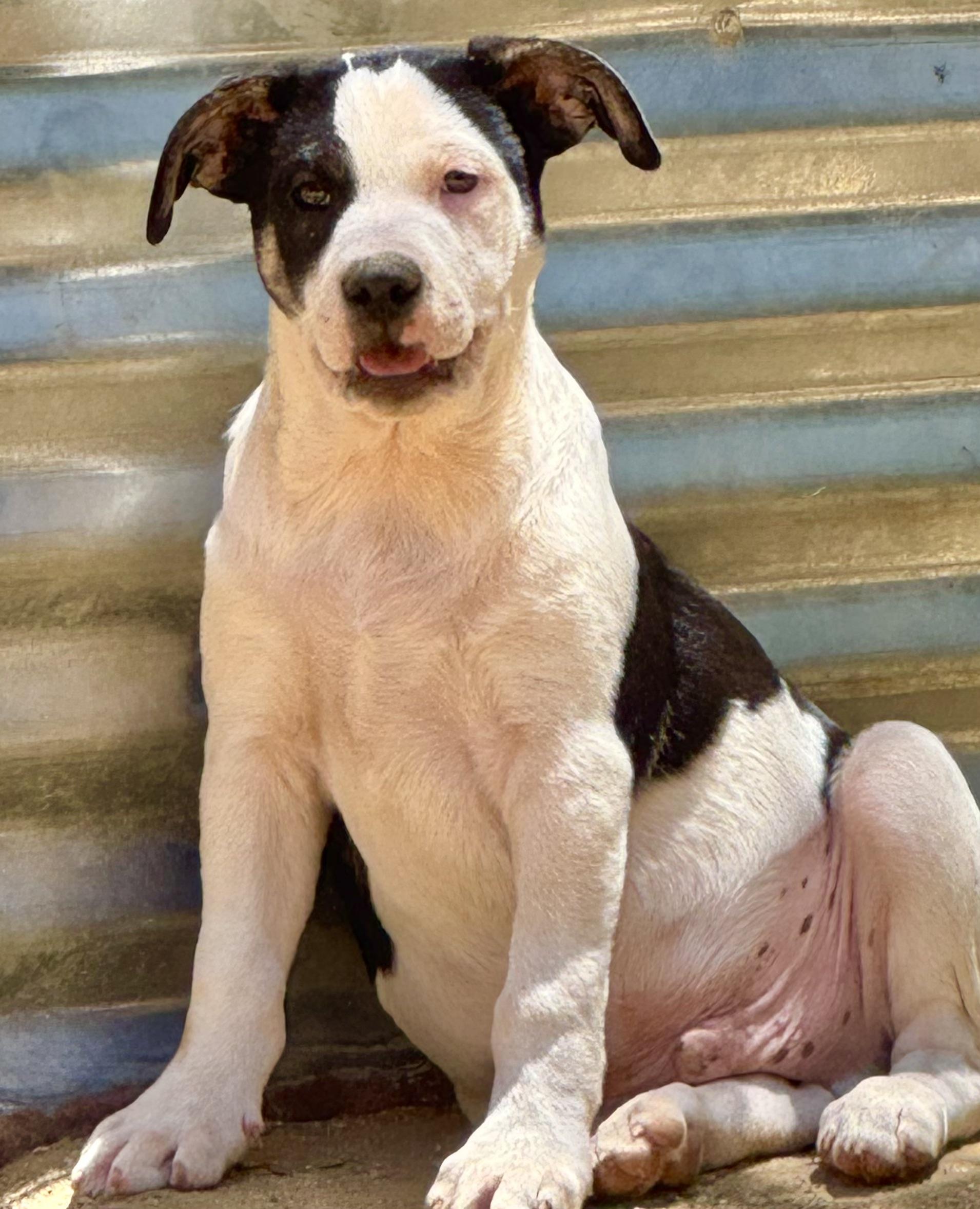 PUPPIES hound mix photo 4