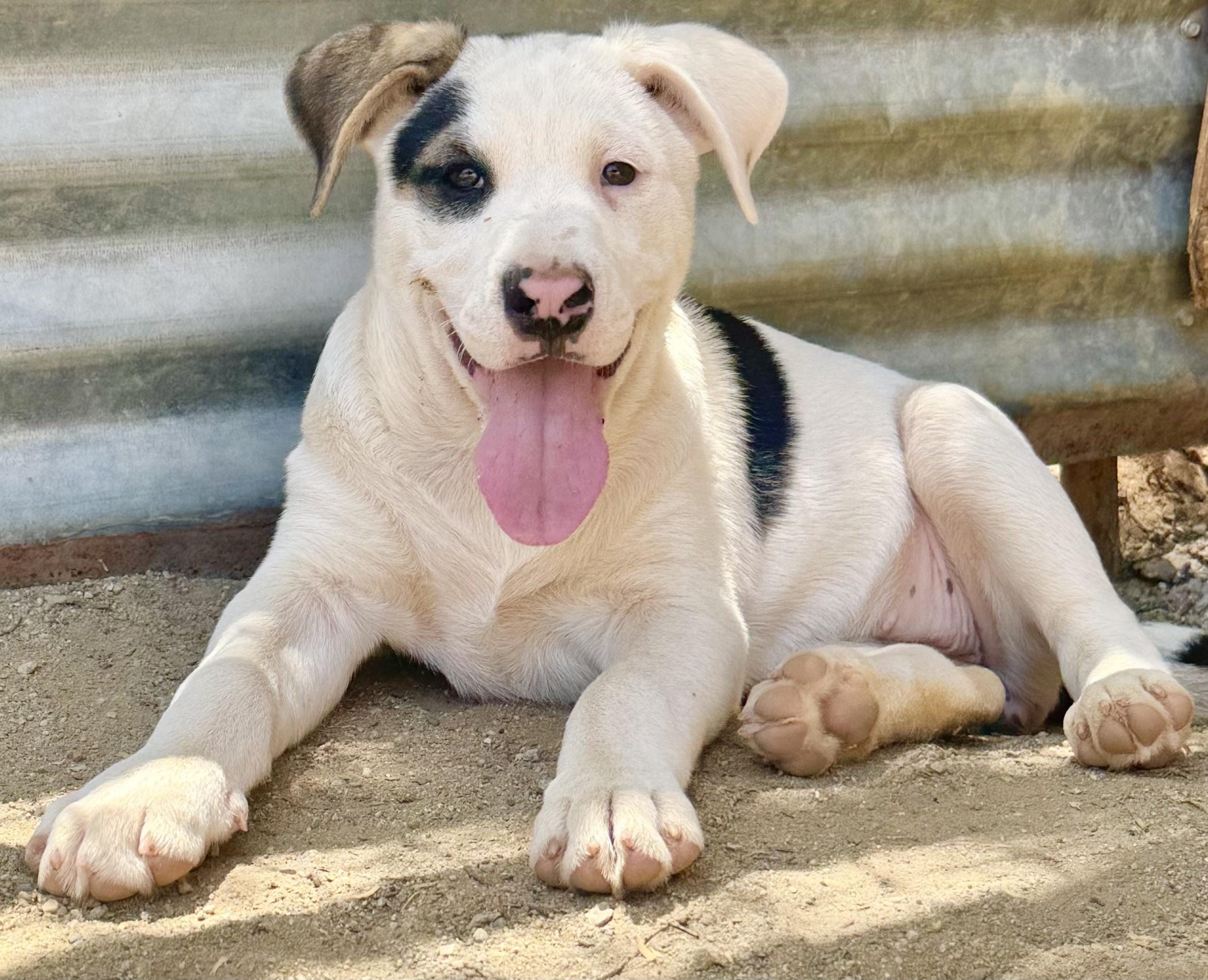 PUPPIES hound mix photo 5