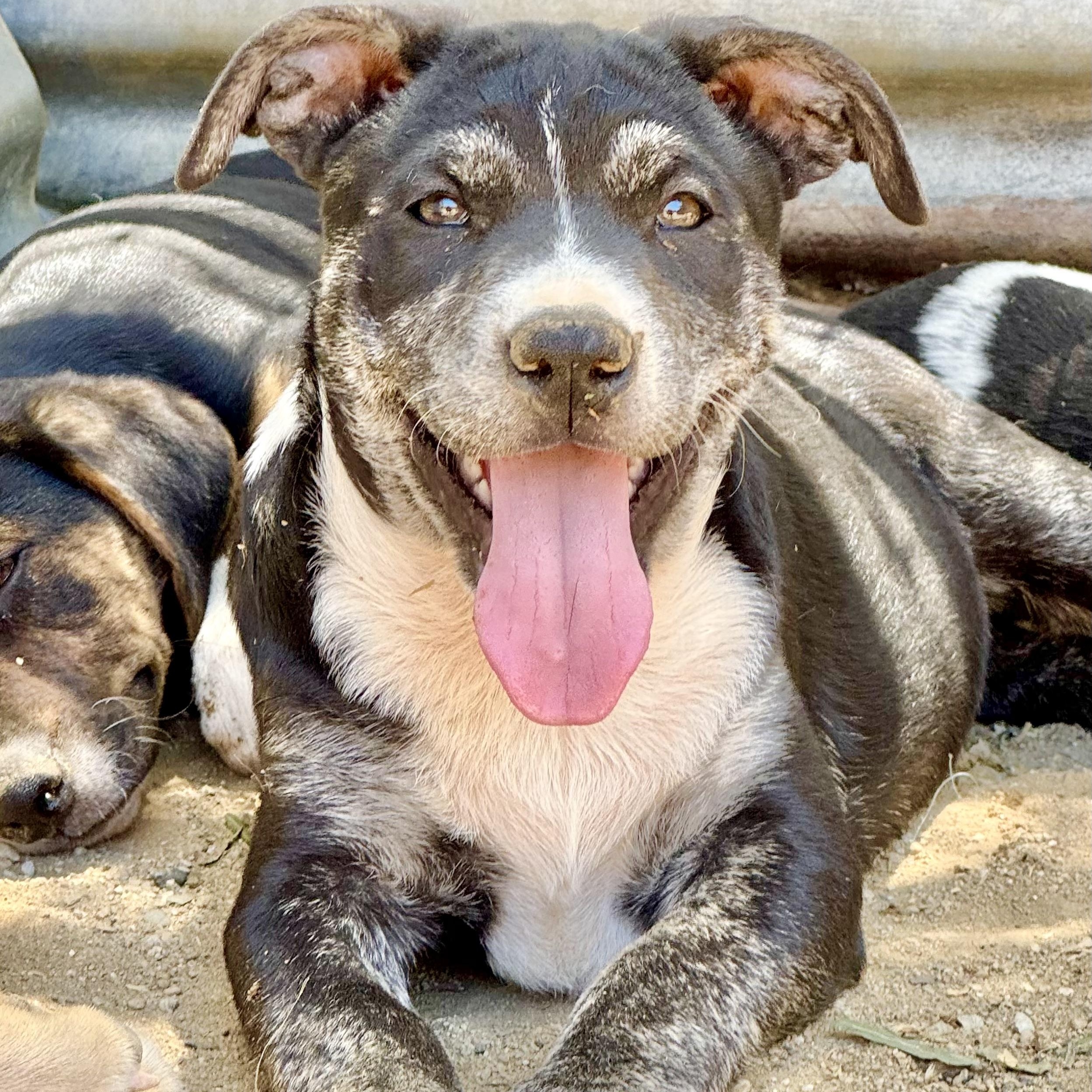 PUPPIES hound mix, Baby Female unknown
