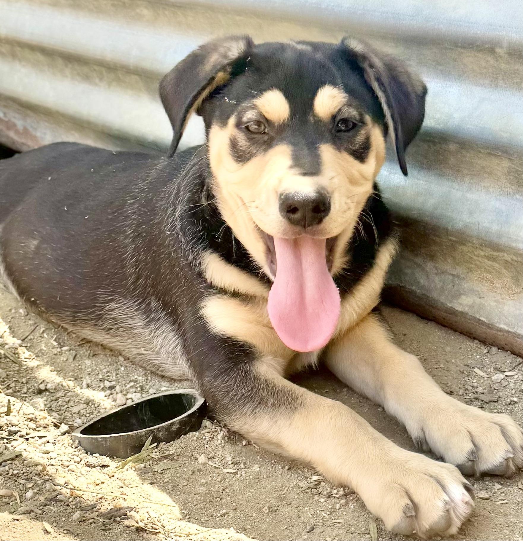 PUPPIES hound mix photo 6