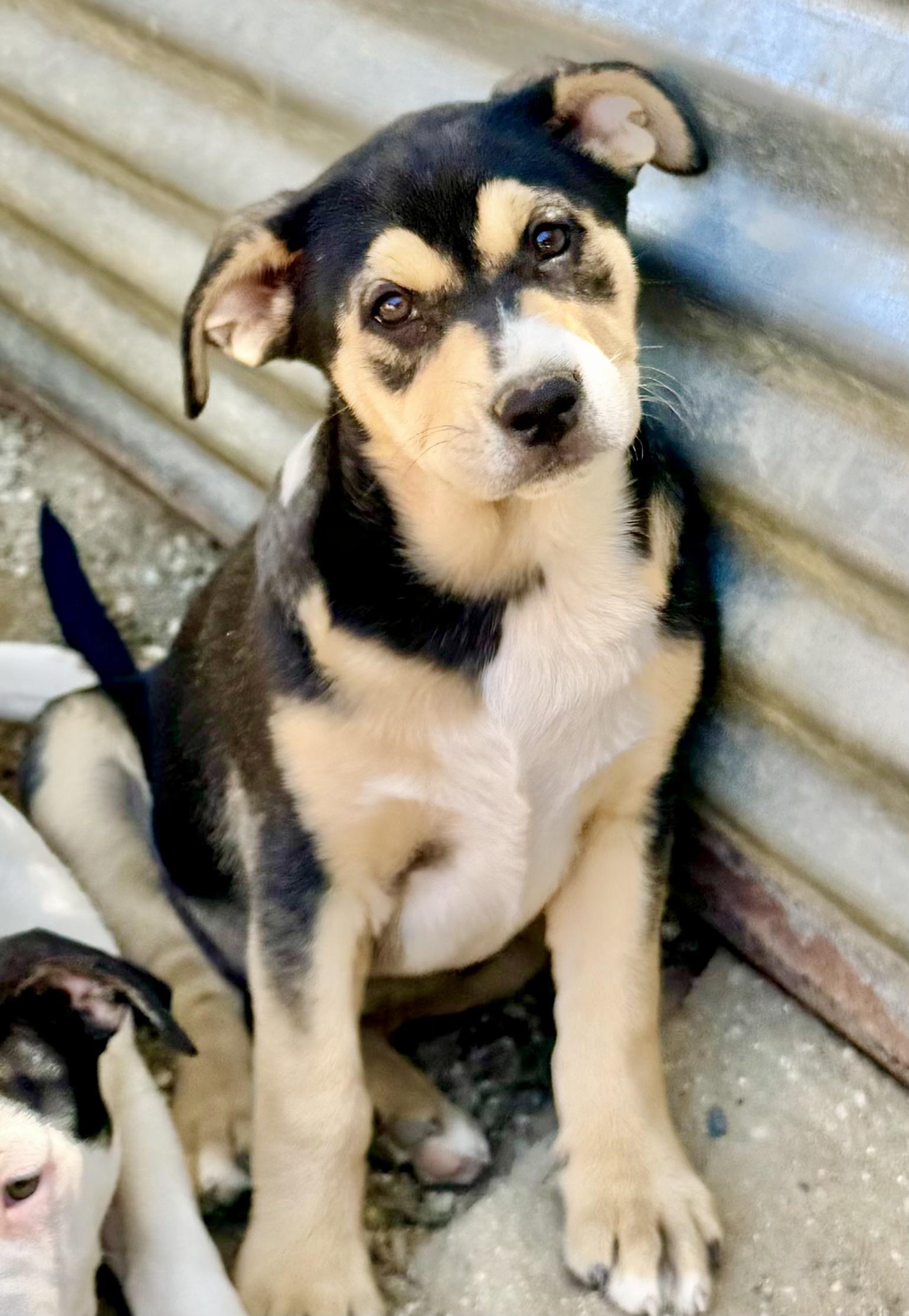 PUPPIES hound mix photo 3