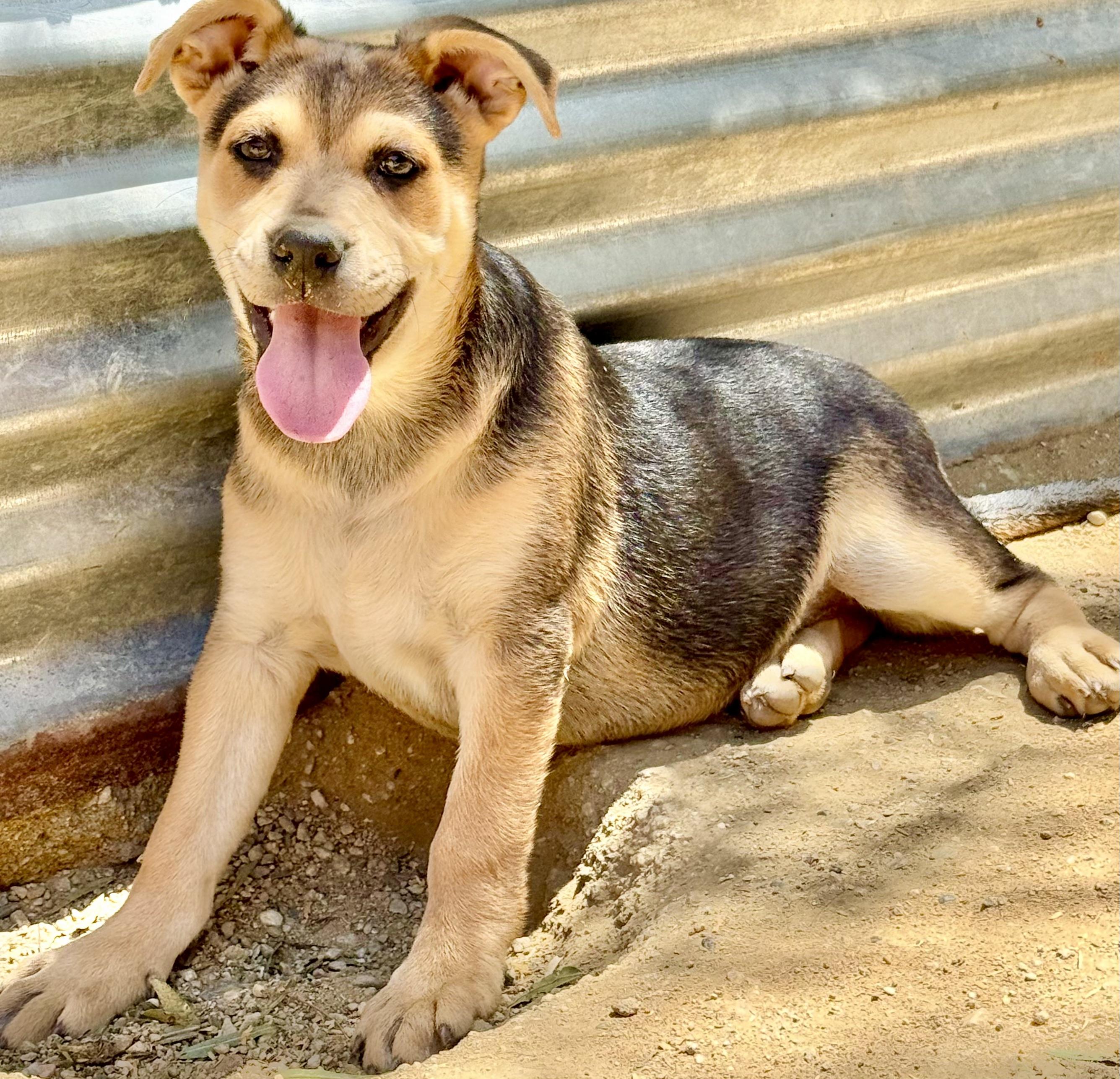 PUPPIES hound mix photo 2
