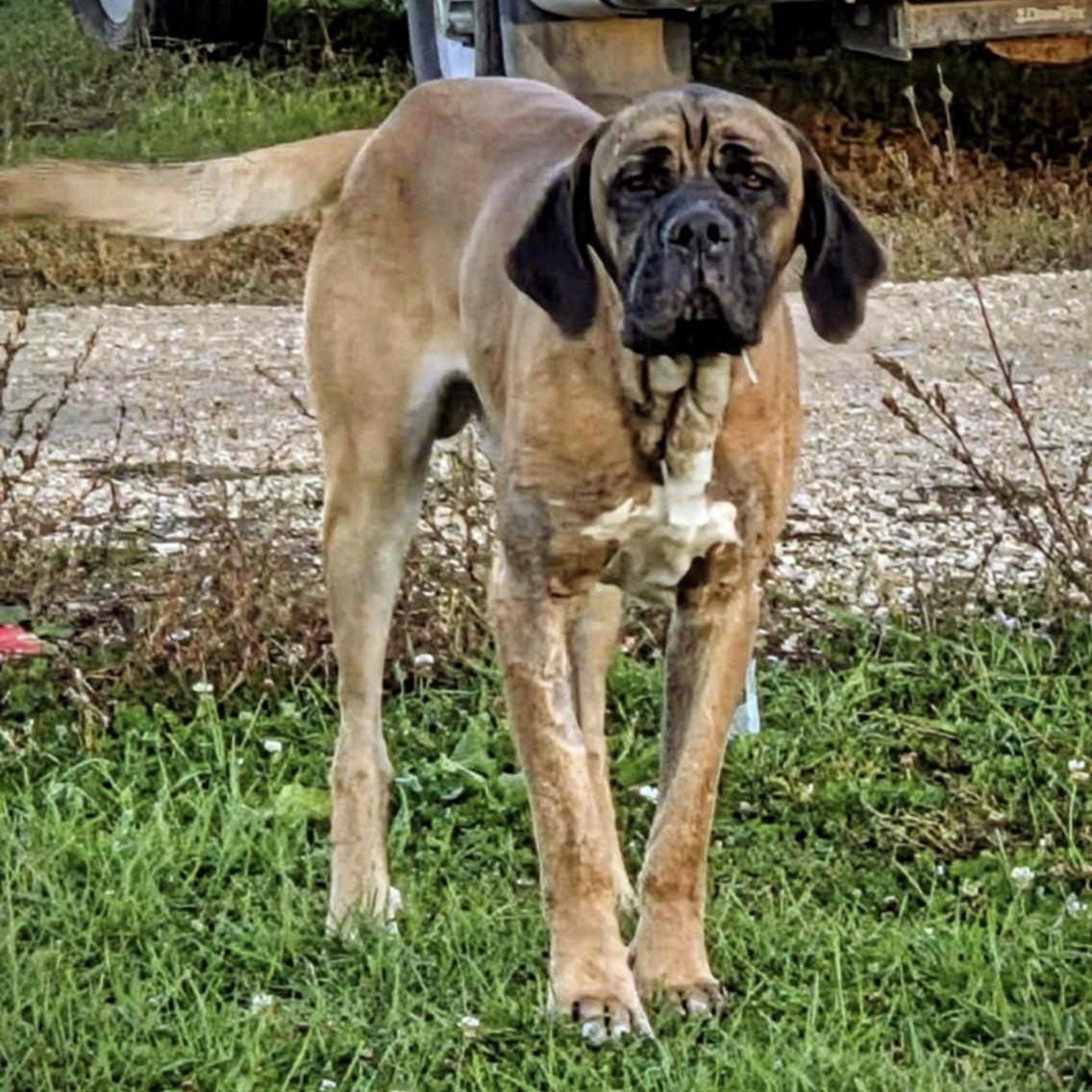 Hercules (20251006-05)