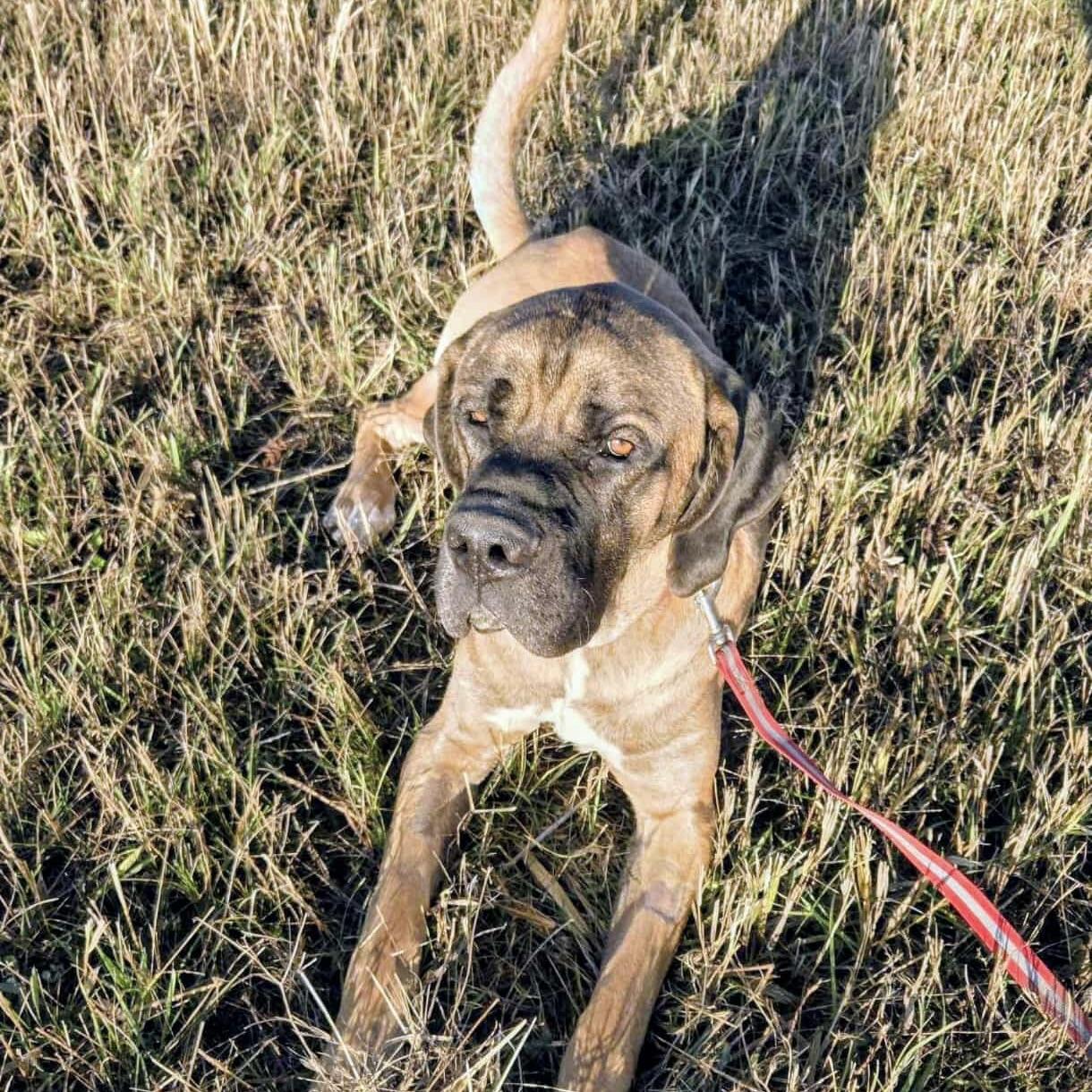 Hercules (20251006-05)